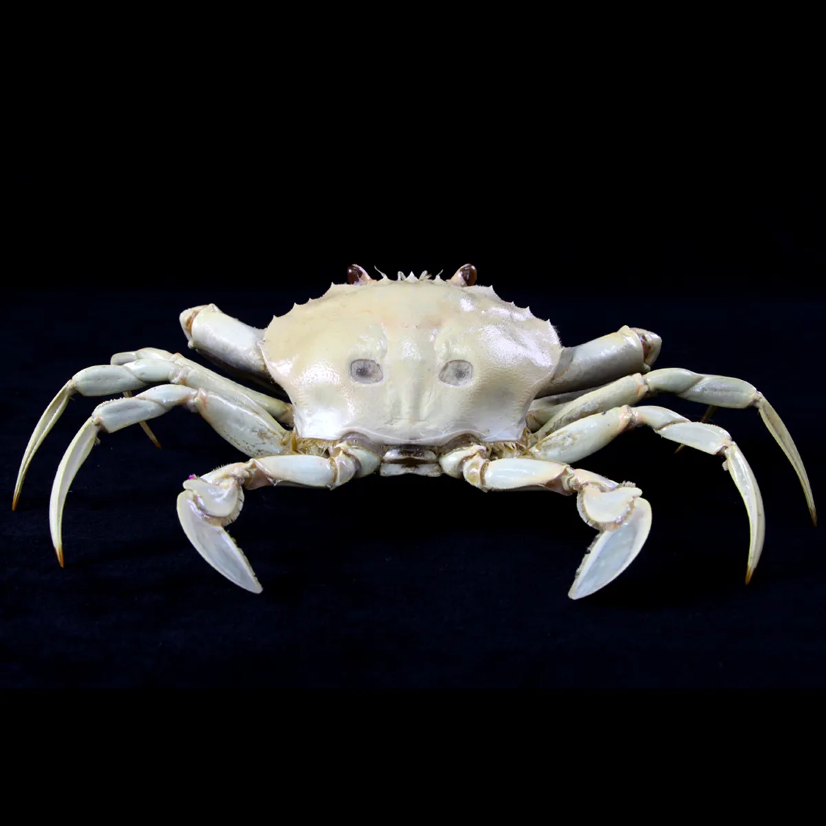 Portunus pelagicus