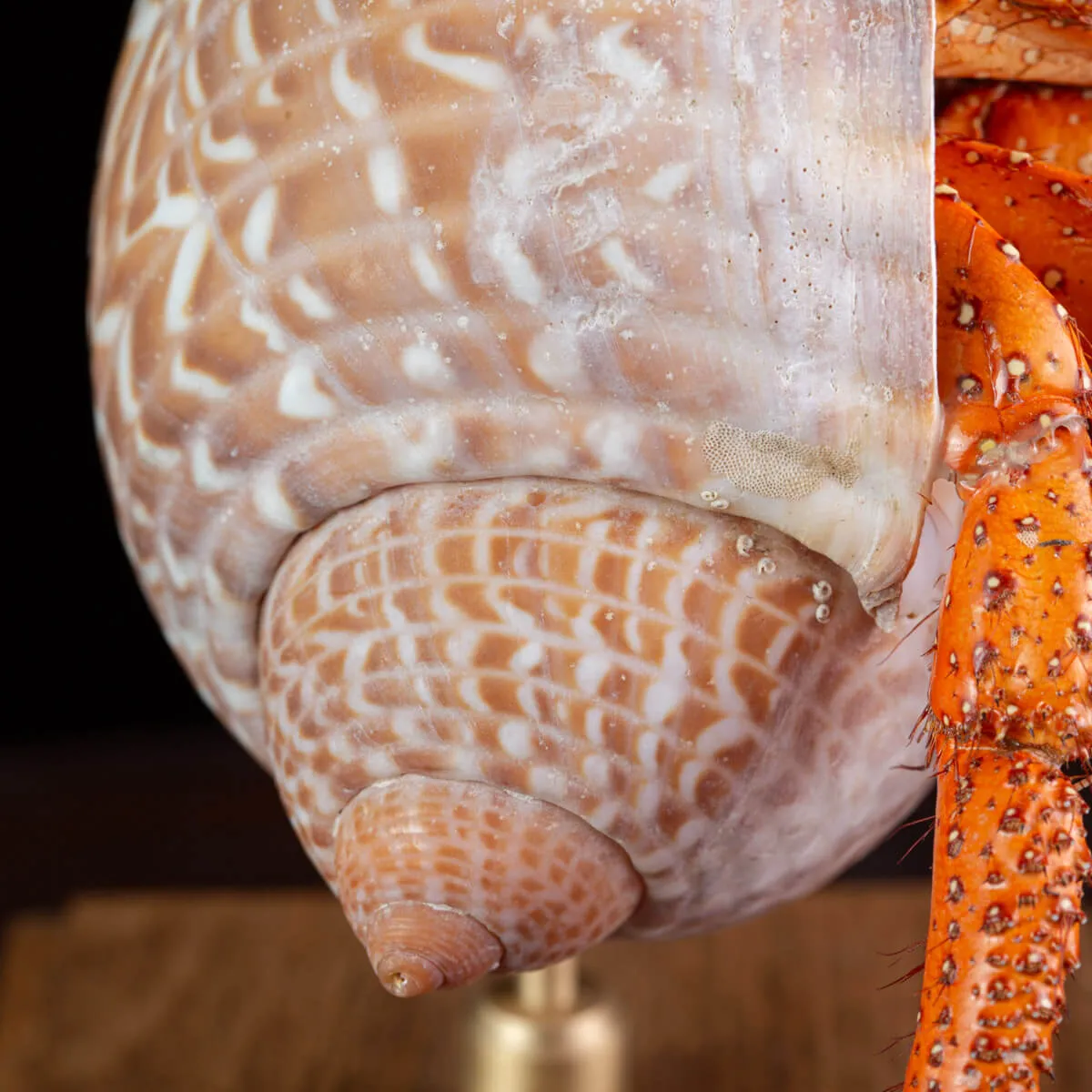 Paguro Gigante in Conchiglia Esotica.