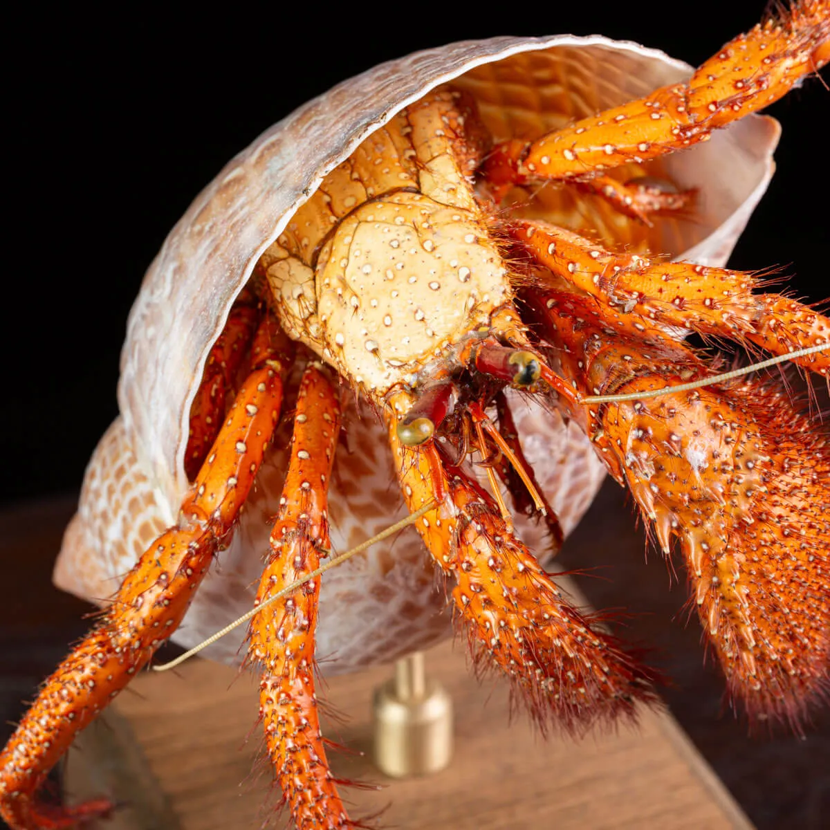 Paguro Gigante in Conchiglia Esotica.