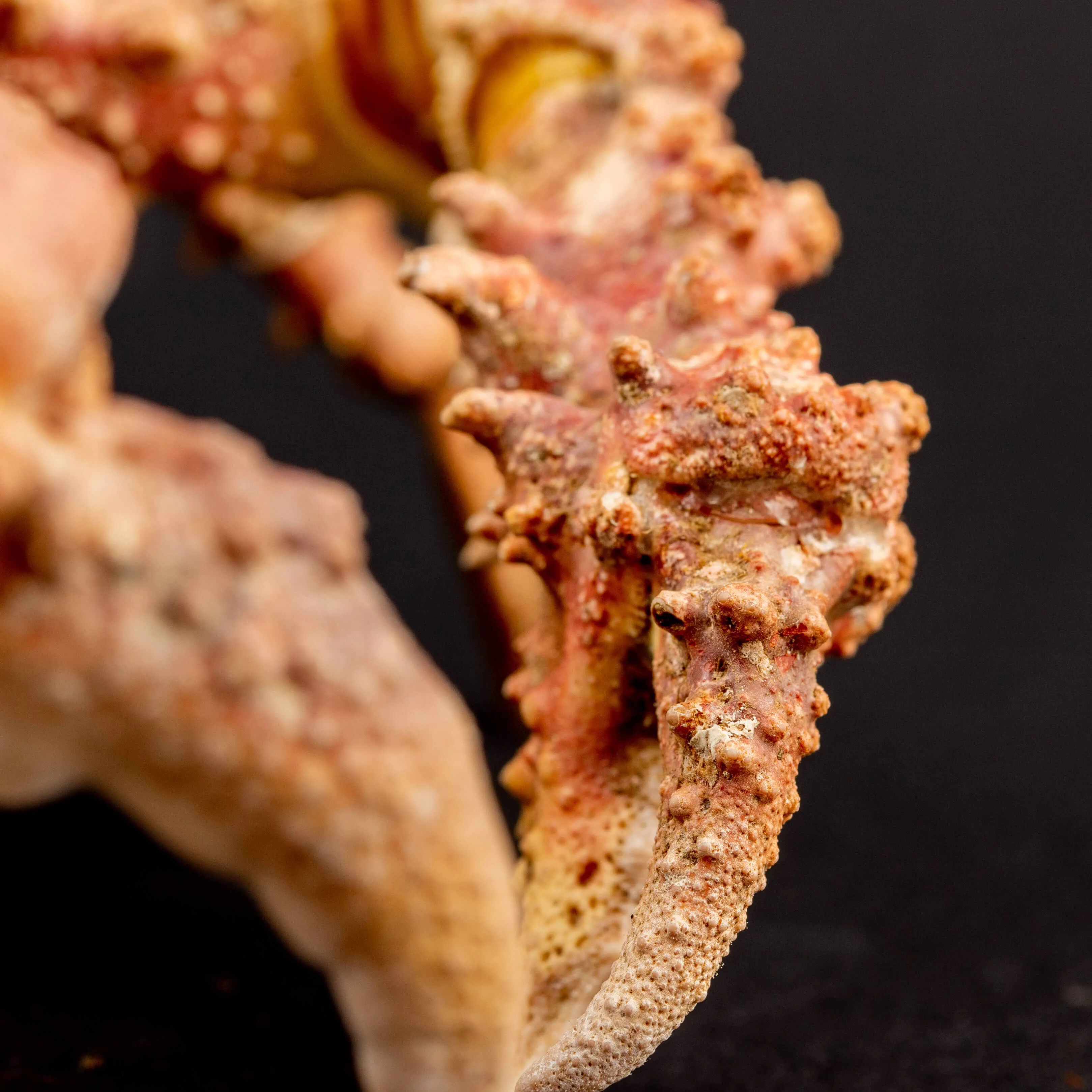 Parthenopiidae: Daldorfia Horrida