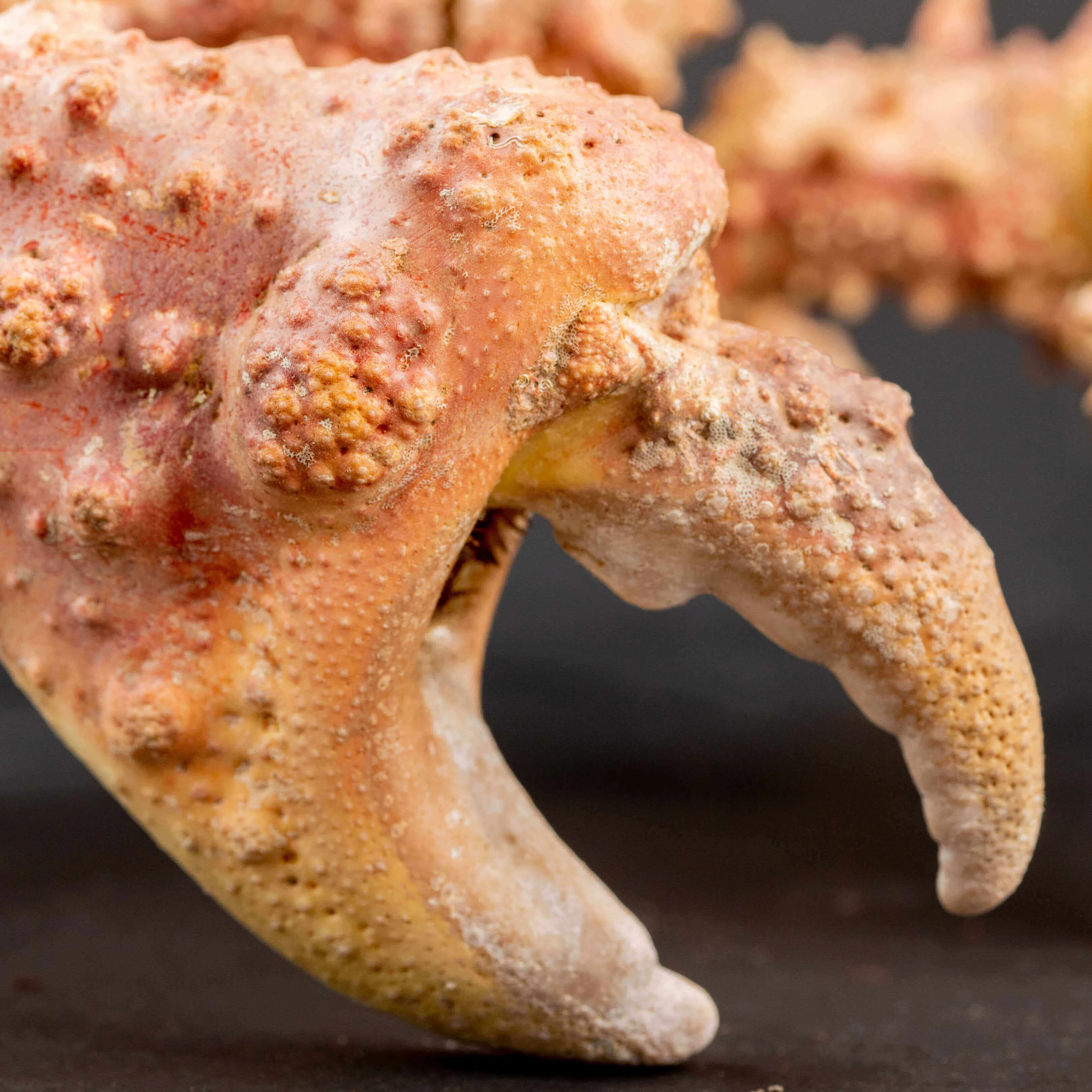 Parthenopiidae: Daldorfia Horrida