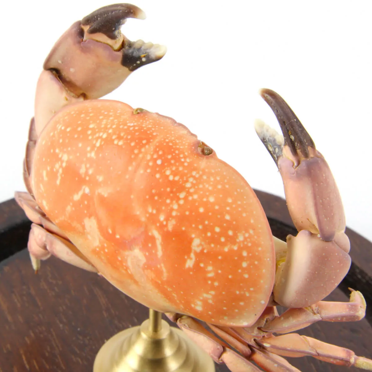 Metacarcinus magister