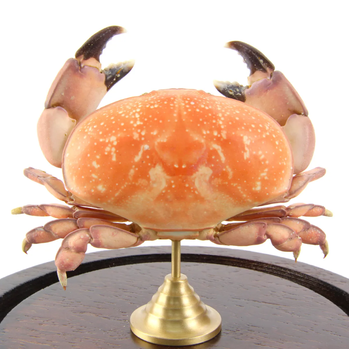 Metacarcinus magister