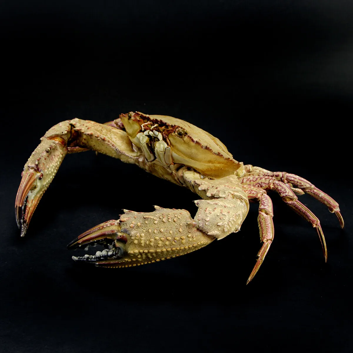 Charybdis natator