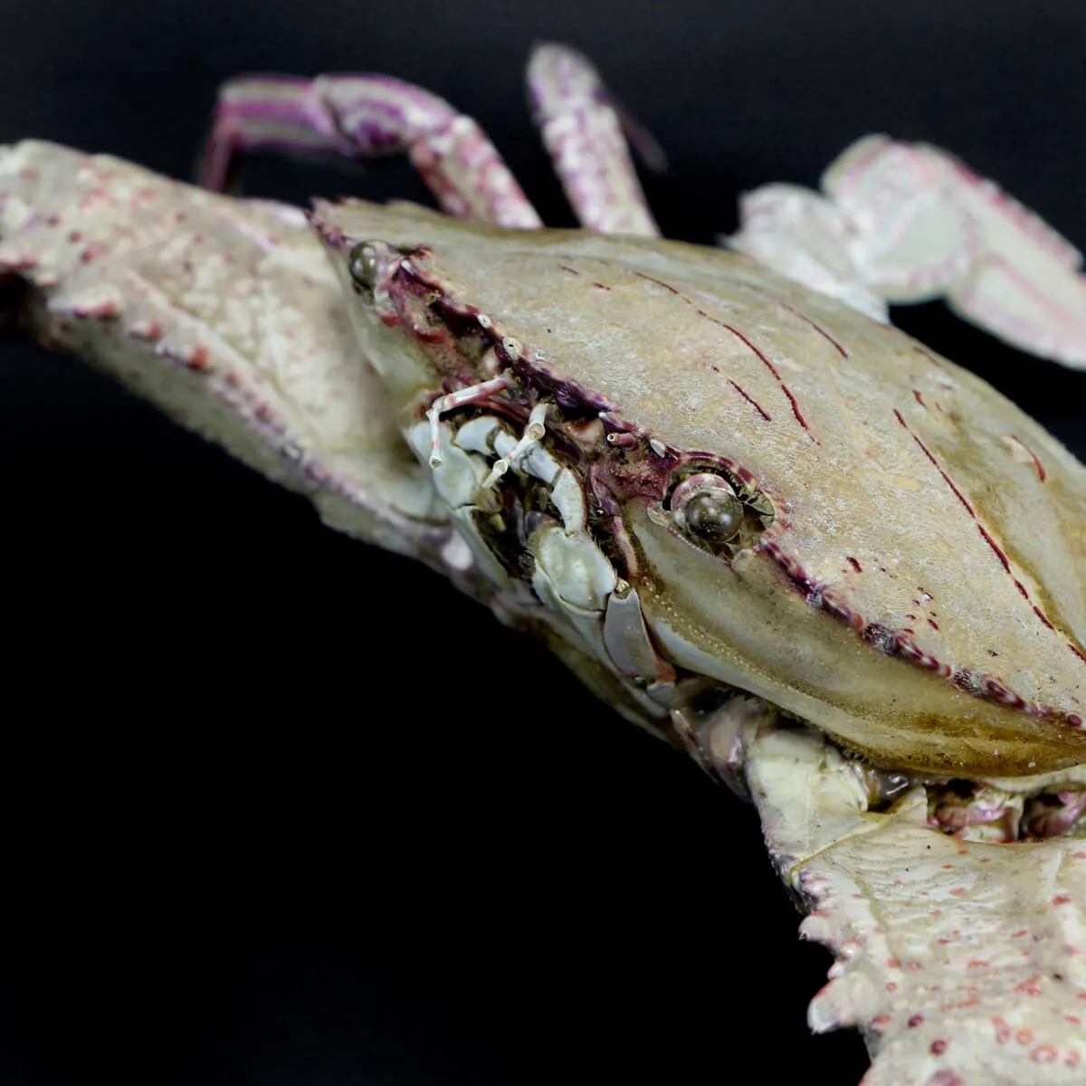 Charybdis natator