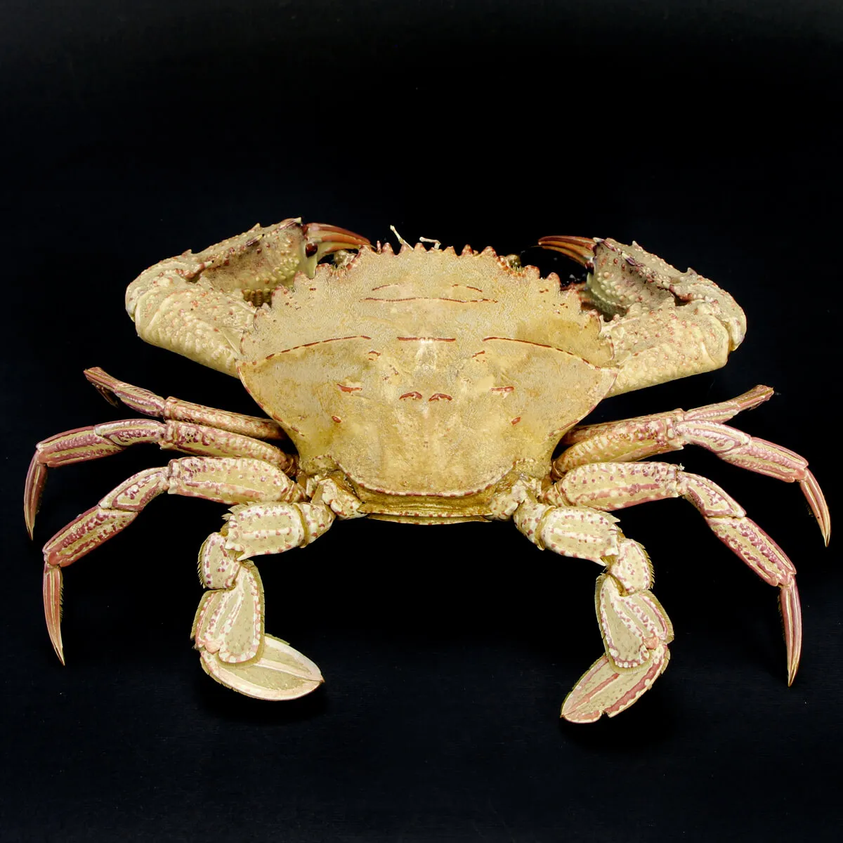 Charybdis natator