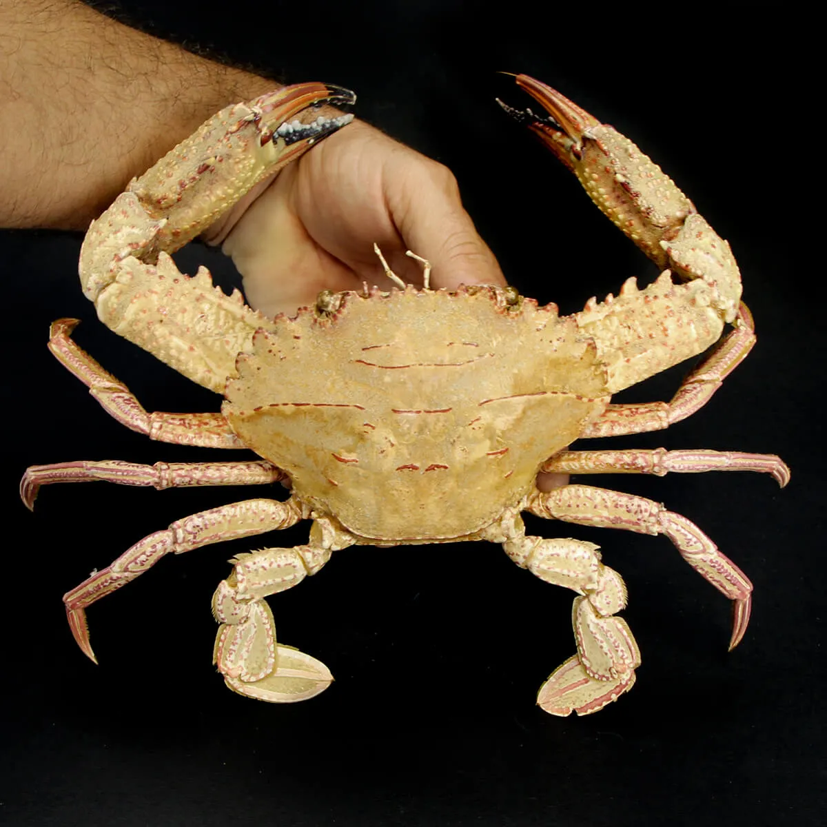 Charybdis natator