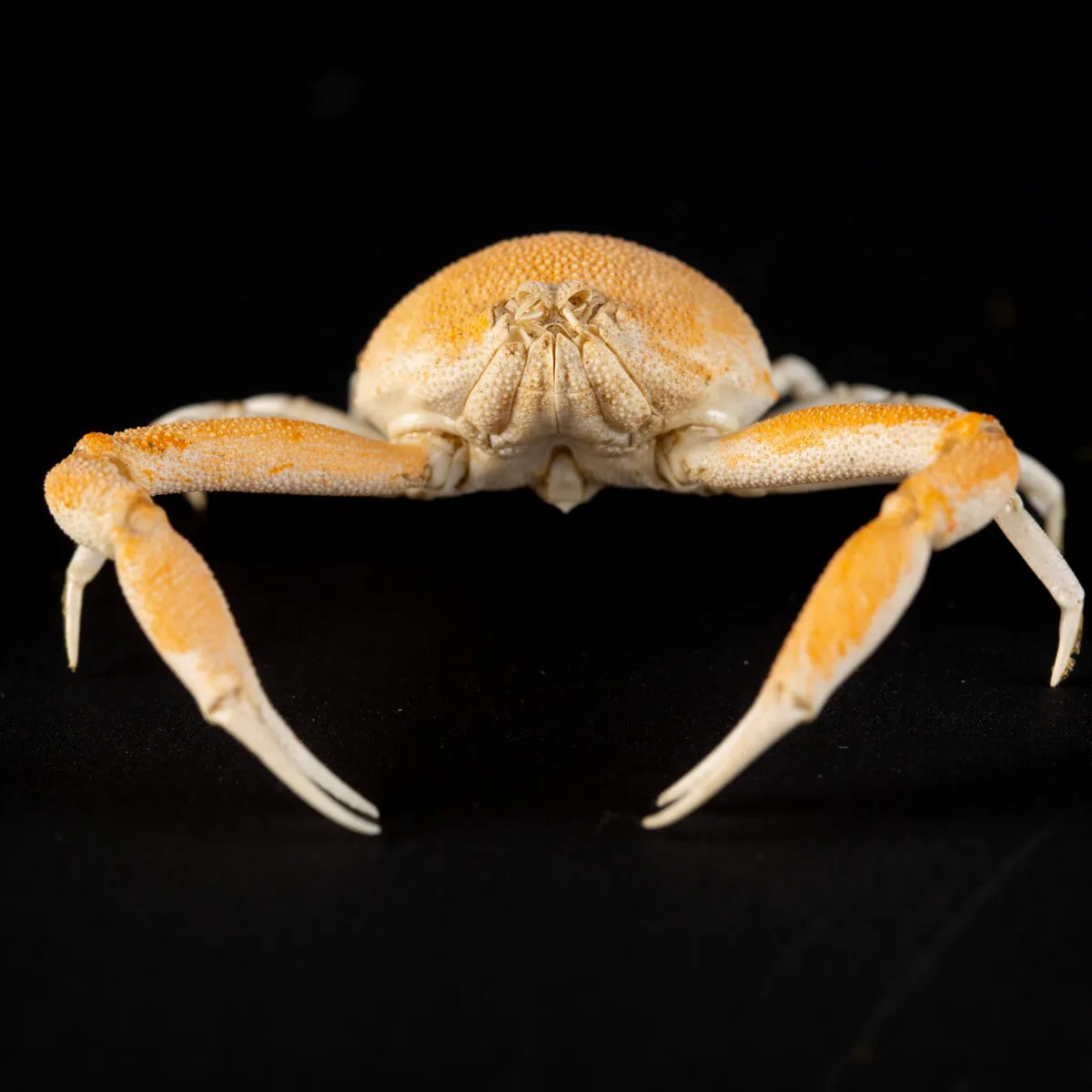 Leucosiidae Toru Granuloides
