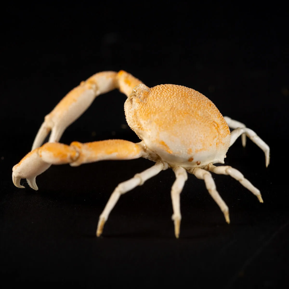 Leucosiidae Toru Granuloides