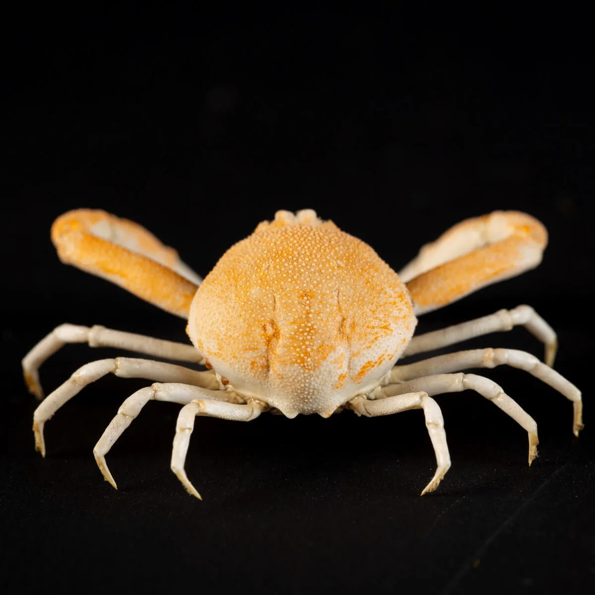 Leucosiidae Toru Granuloides