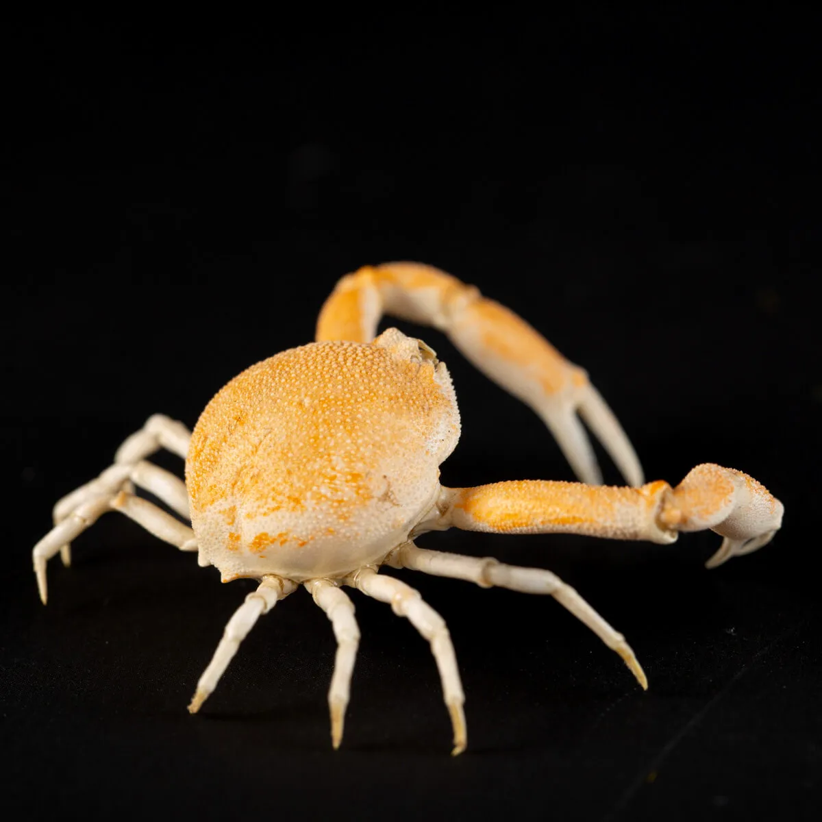 Leucosiidae Toru Granuloides