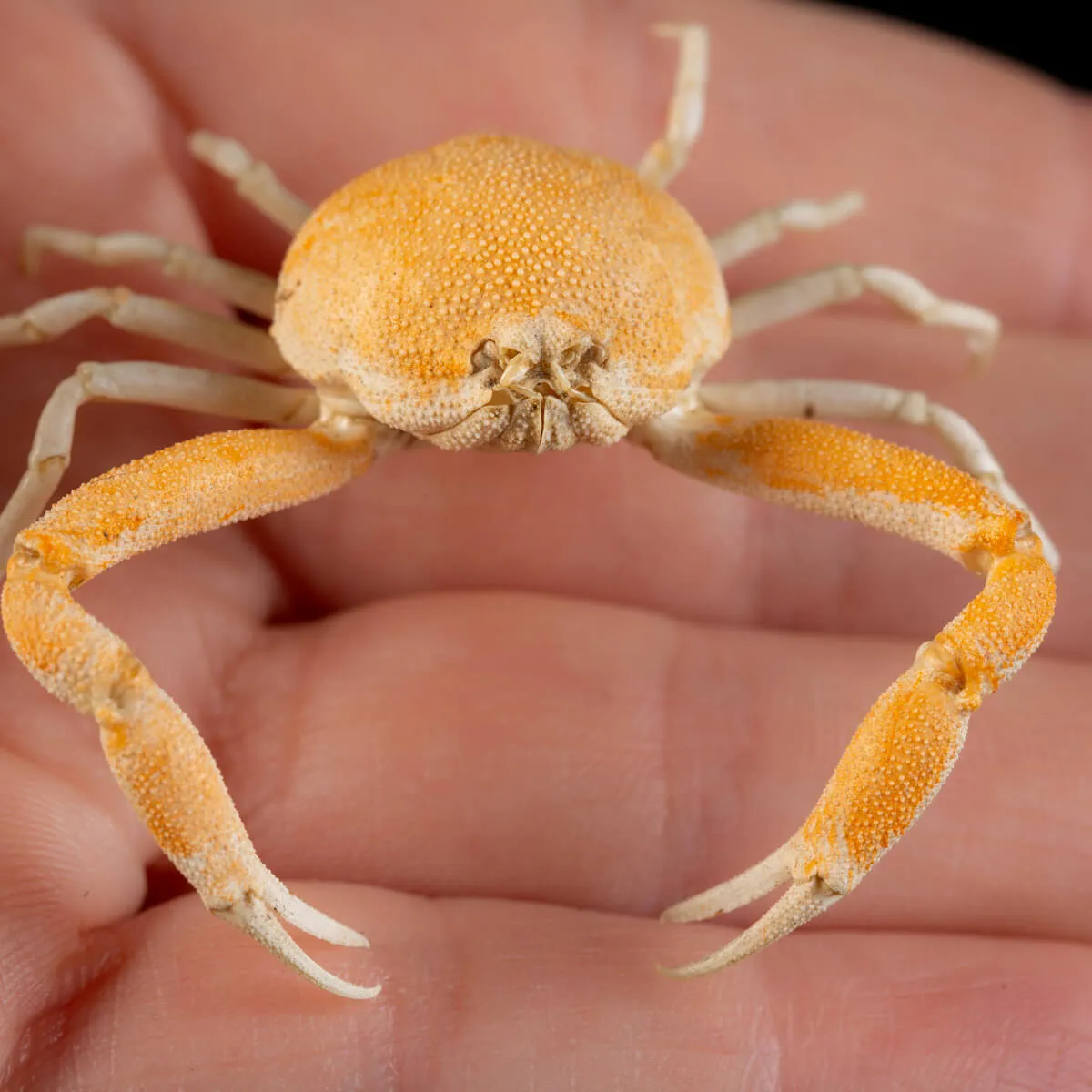Leucosiidae Toru Granuloides