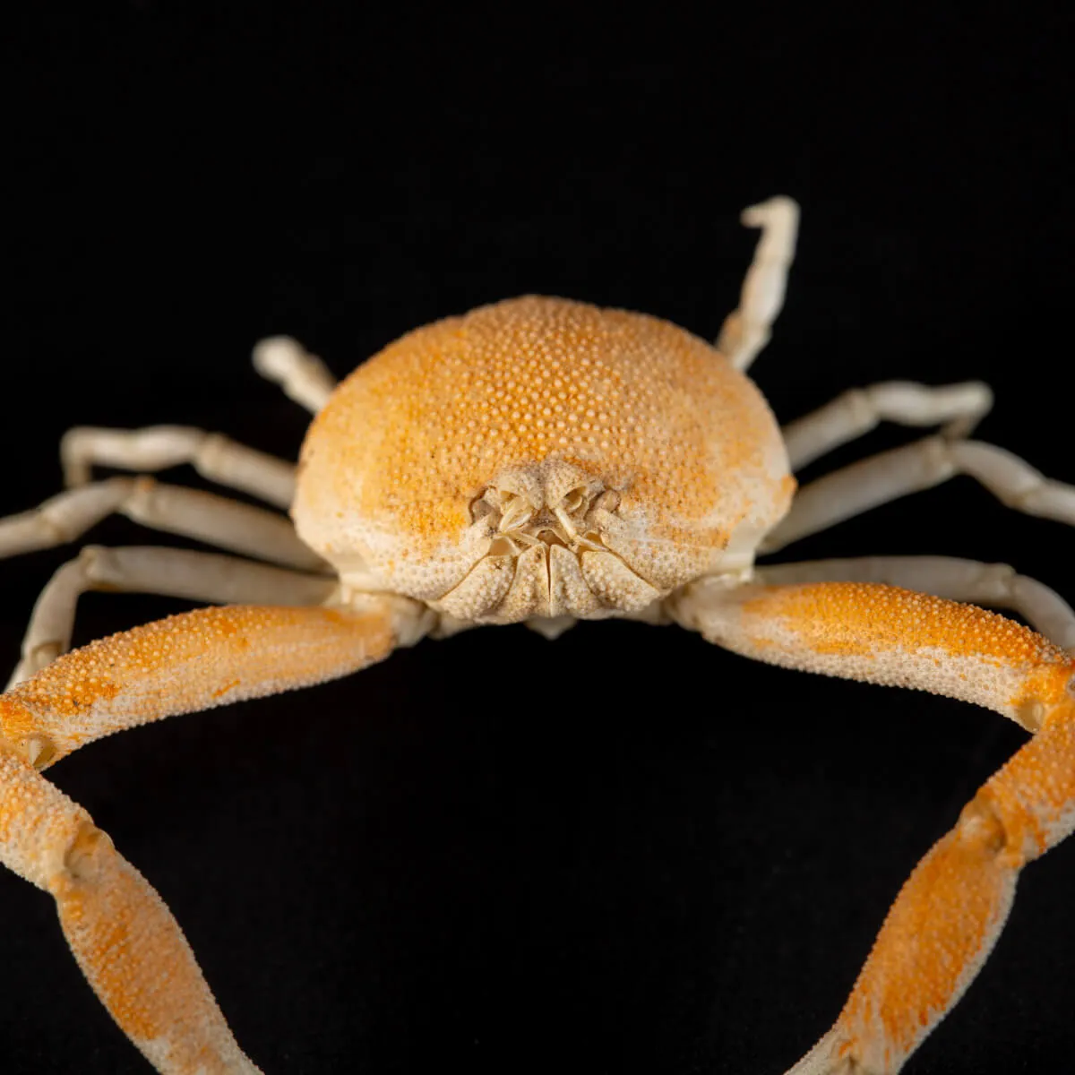 Leucosiidae Toru Granuloides