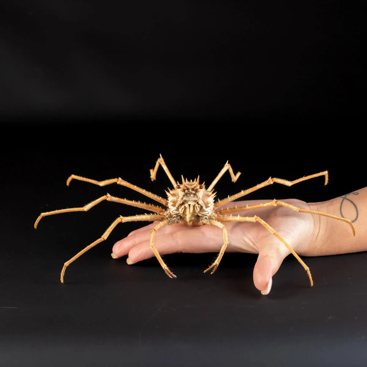 Paromola Macrochira  Granchio di Mare