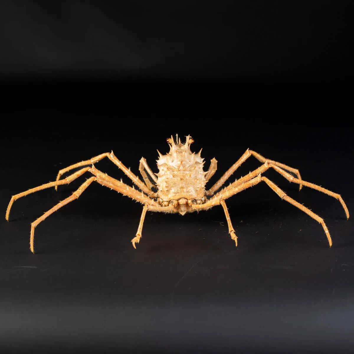 Paromola Macrochira  Granchio di Mare