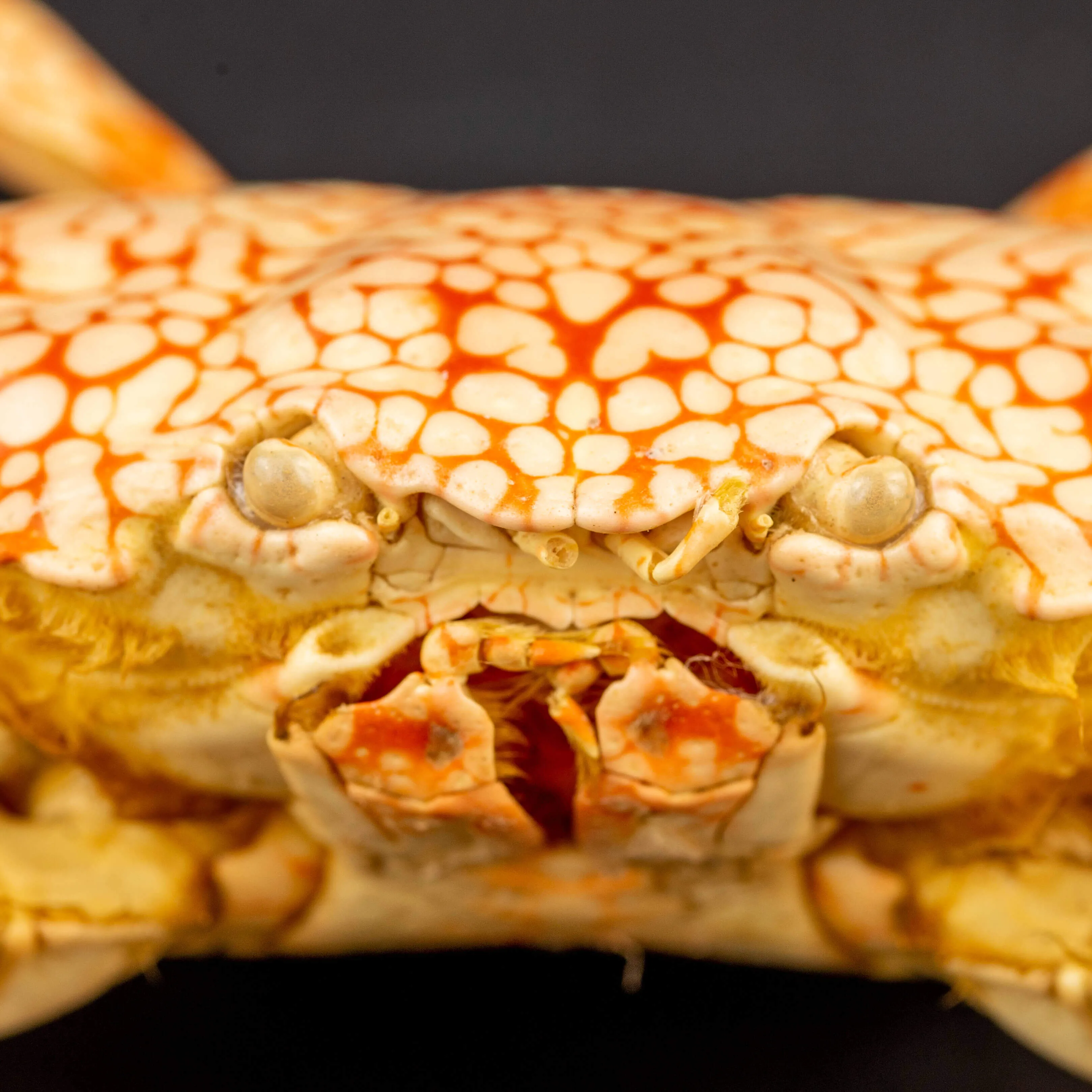Granchio di Mare: Lophozozymus Pictor.