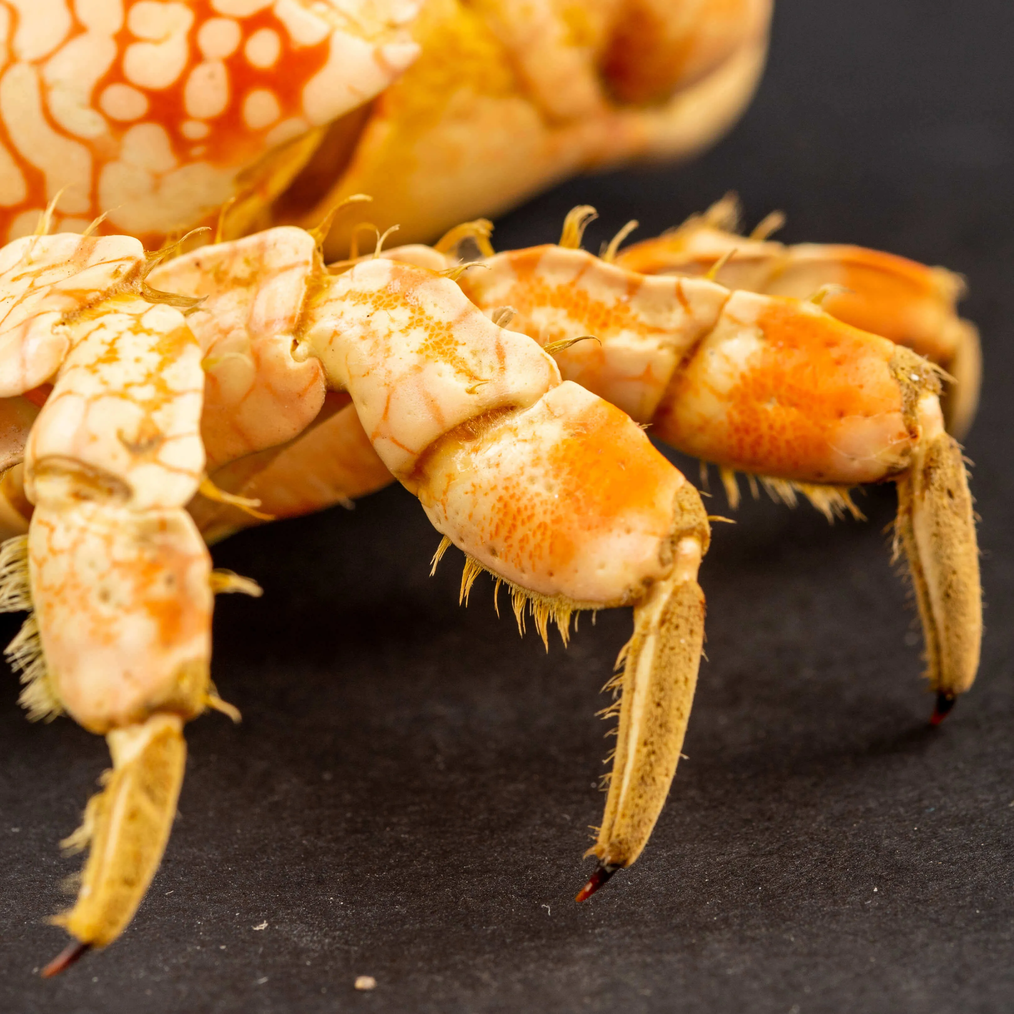 Granchio di Mare: Lophozozymus Pictor.