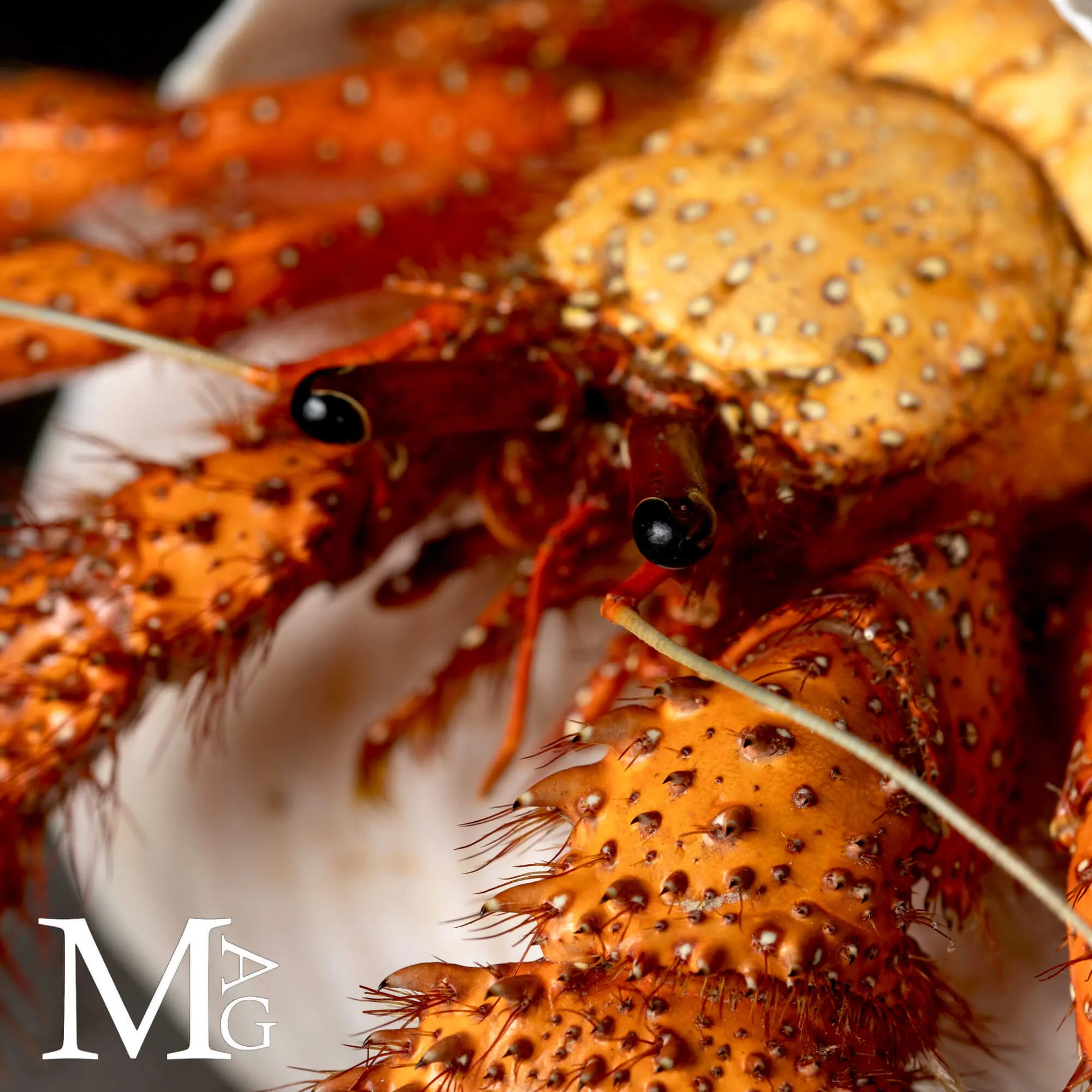 Paguro Gigante in Conchiglia del Genere Tonnidae – Oggetto da Collezione di Storia Naturale.