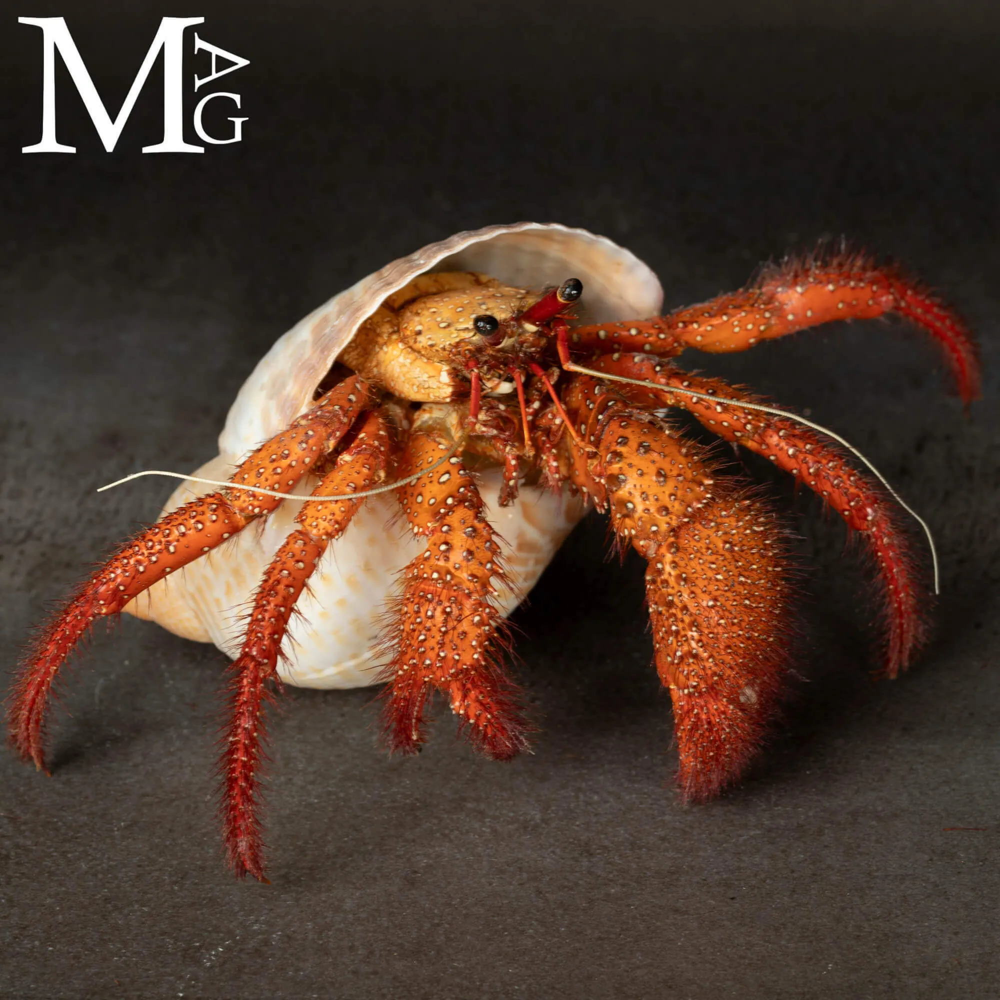 Paguro Gigante Dardanus Megistos in Conchiglia Tonna tessellata – Oggetto da Collezione Naturalistica