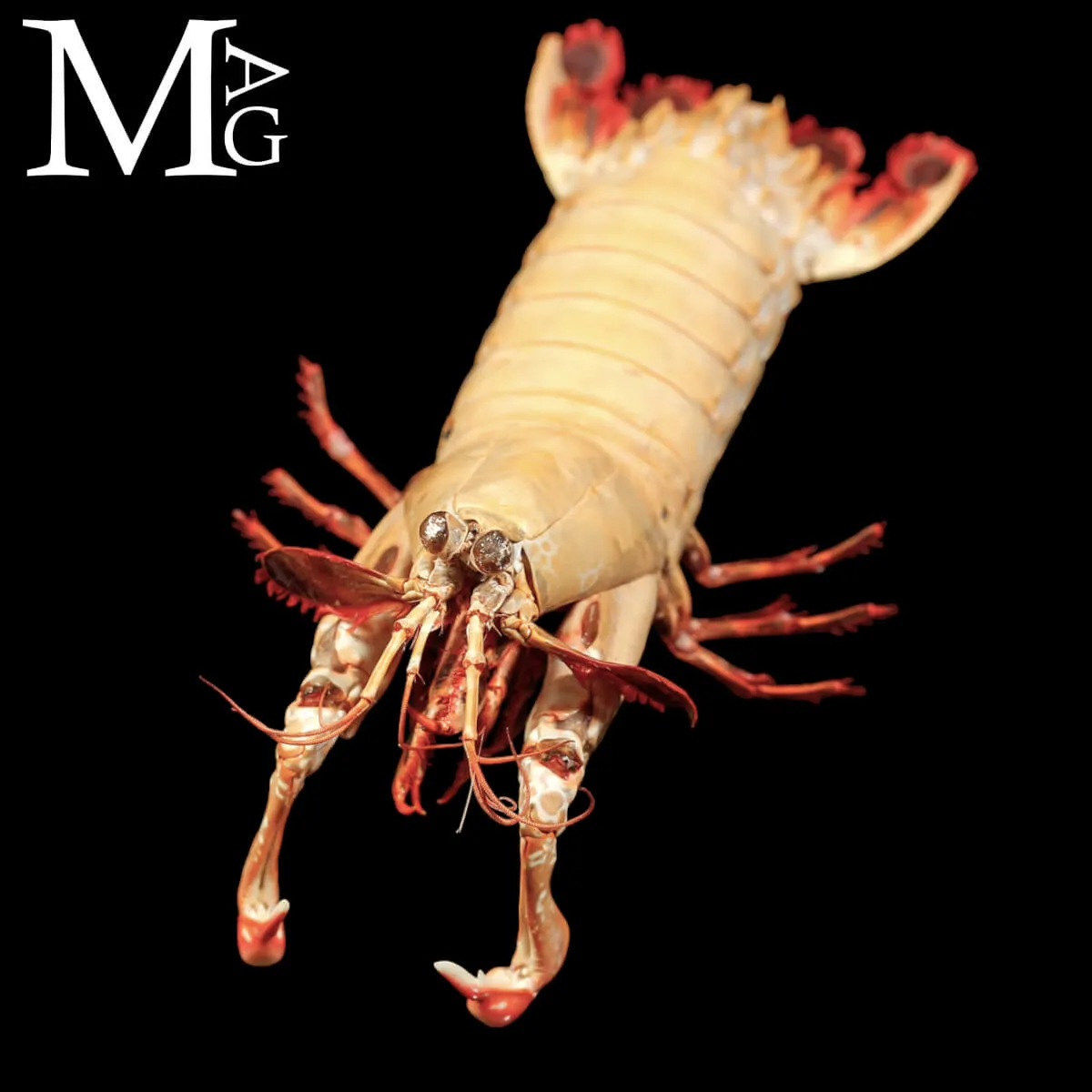 Gonodactylus Chiragra – Stomatopode Esotico da Collezione Naturalistica