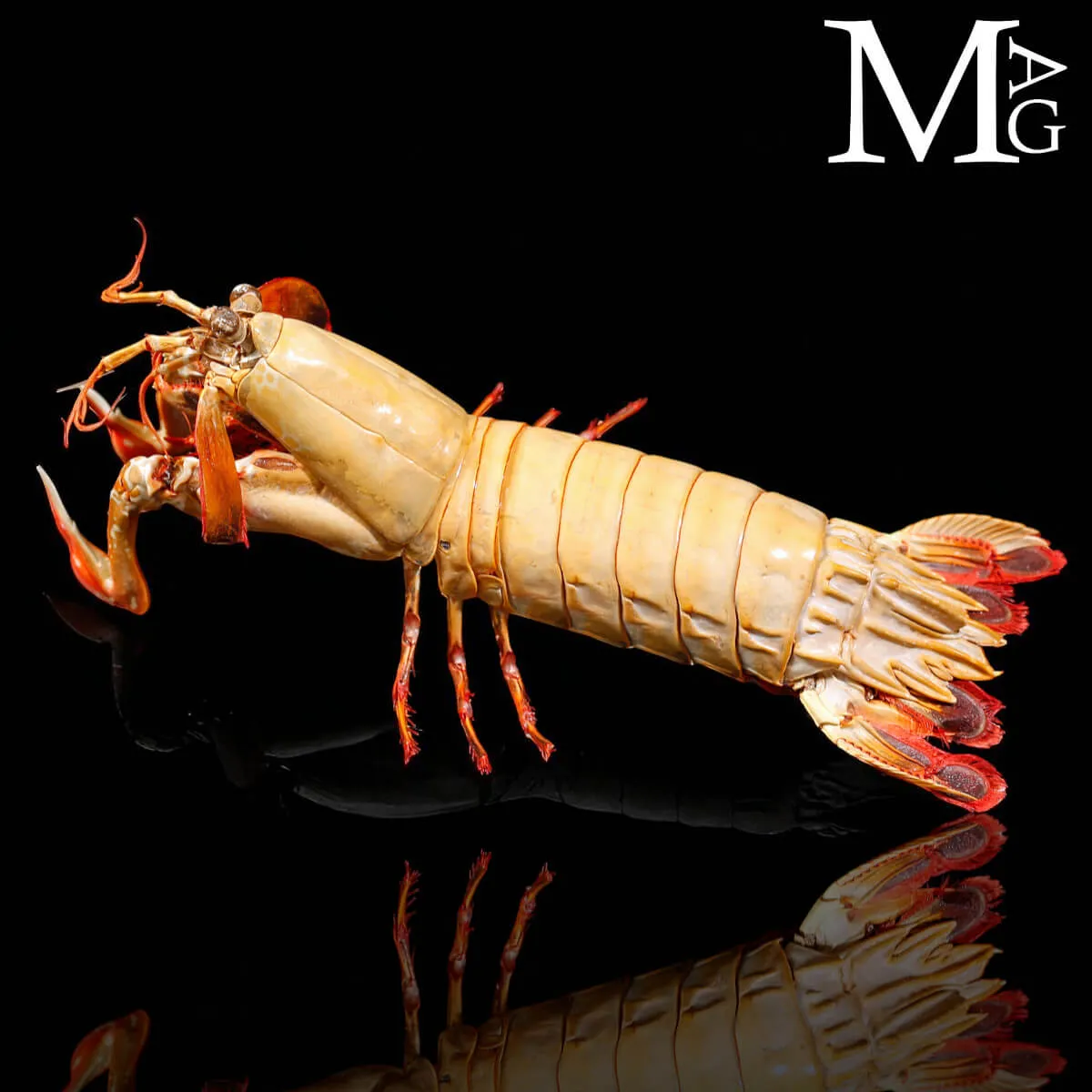 Gonodactylus Chiragra – Stomatopode Esotico da Collezione Naturalistica
