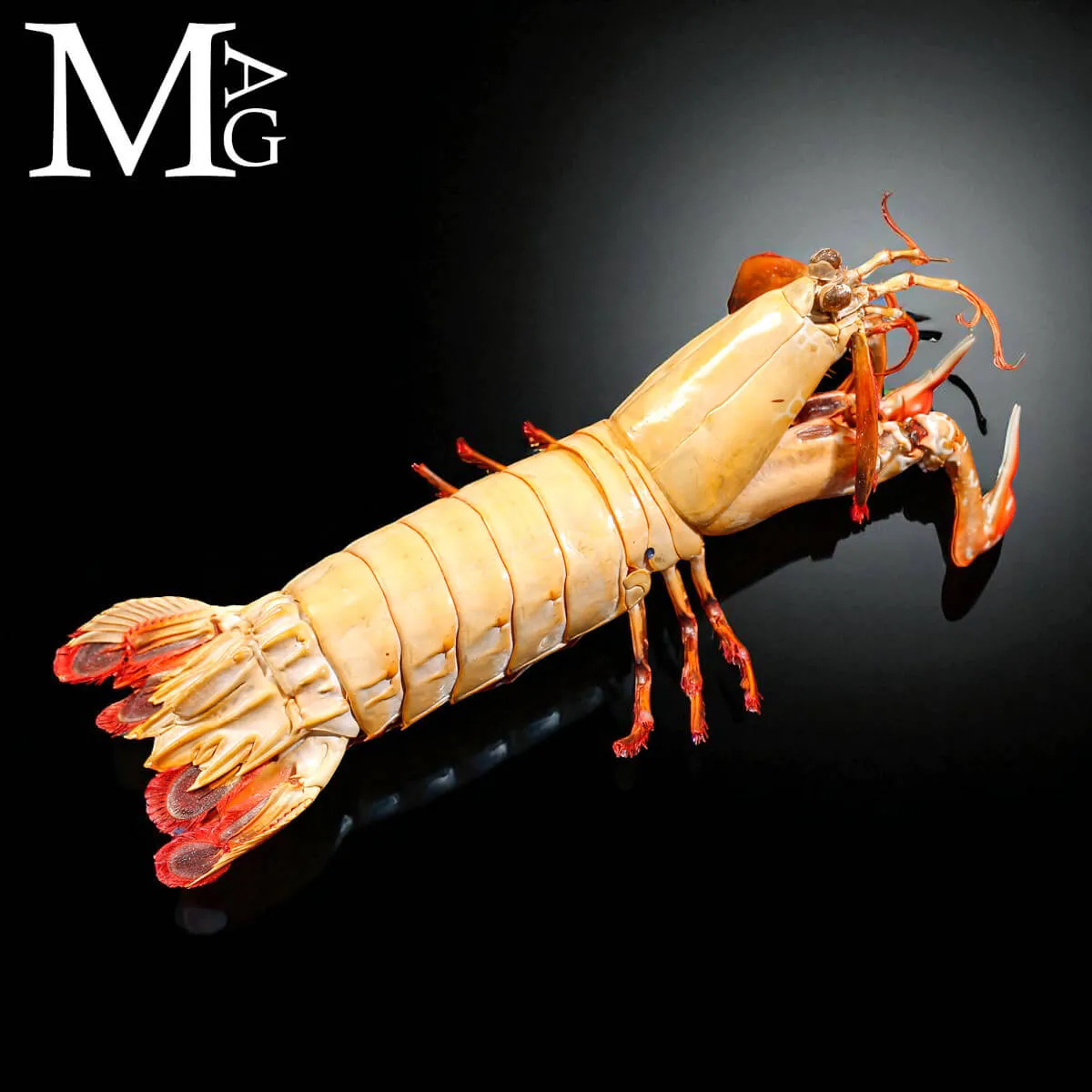 Gonodactylus Chiragra – Stomatopode Esotico da Collezione Naturalistica