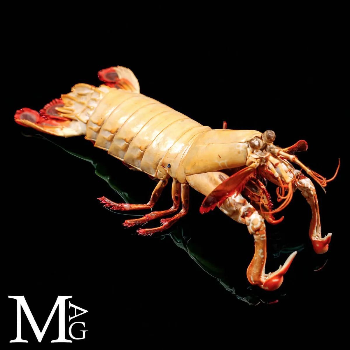 Gonodactylus Chiragra – Stomatopode Esotico da Collezione Naturalistica