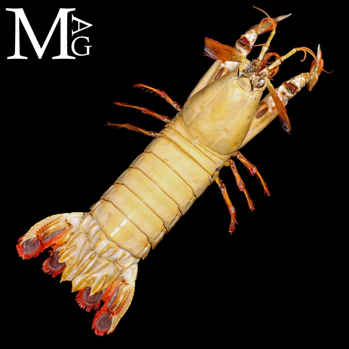 Gonodactylus Chiragra – Stomatopode Esotico da Collezione Naturalistica