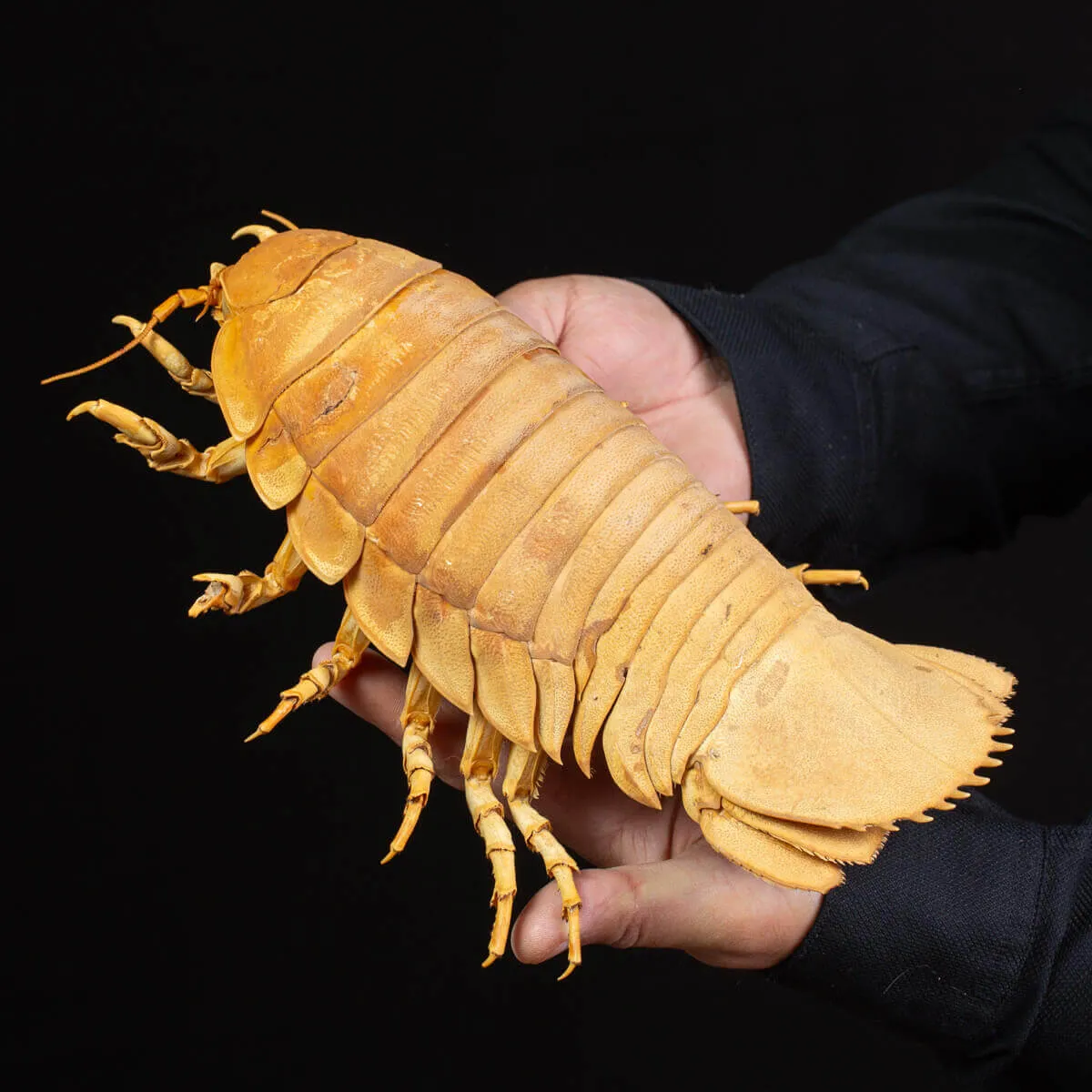 Raro Isopode: Bathynomus giganteus gigante - Una meraviglia degli abissi
