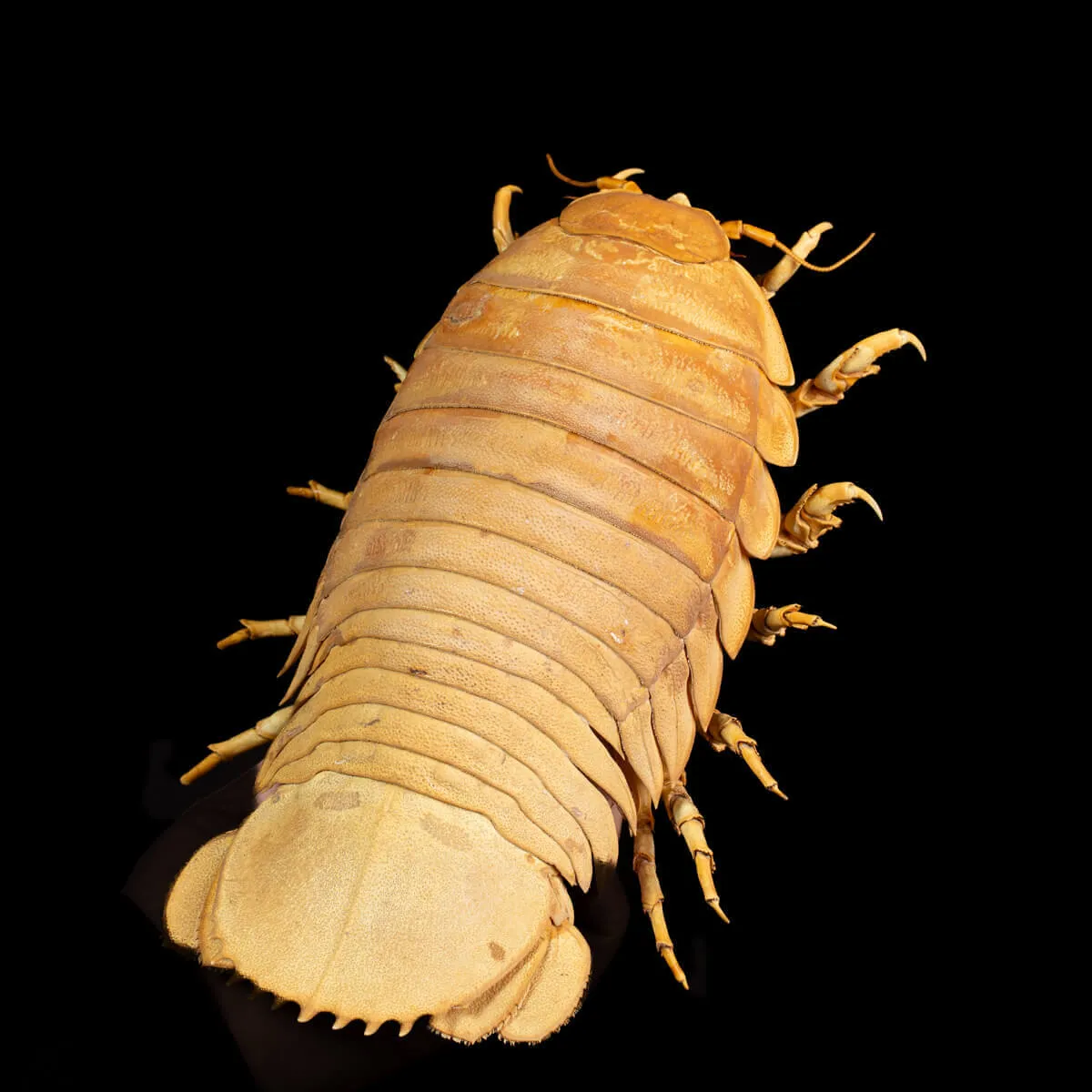 Raro Isopode: Bathynomus giganteus gigante - Una meraviglia degli abissi
