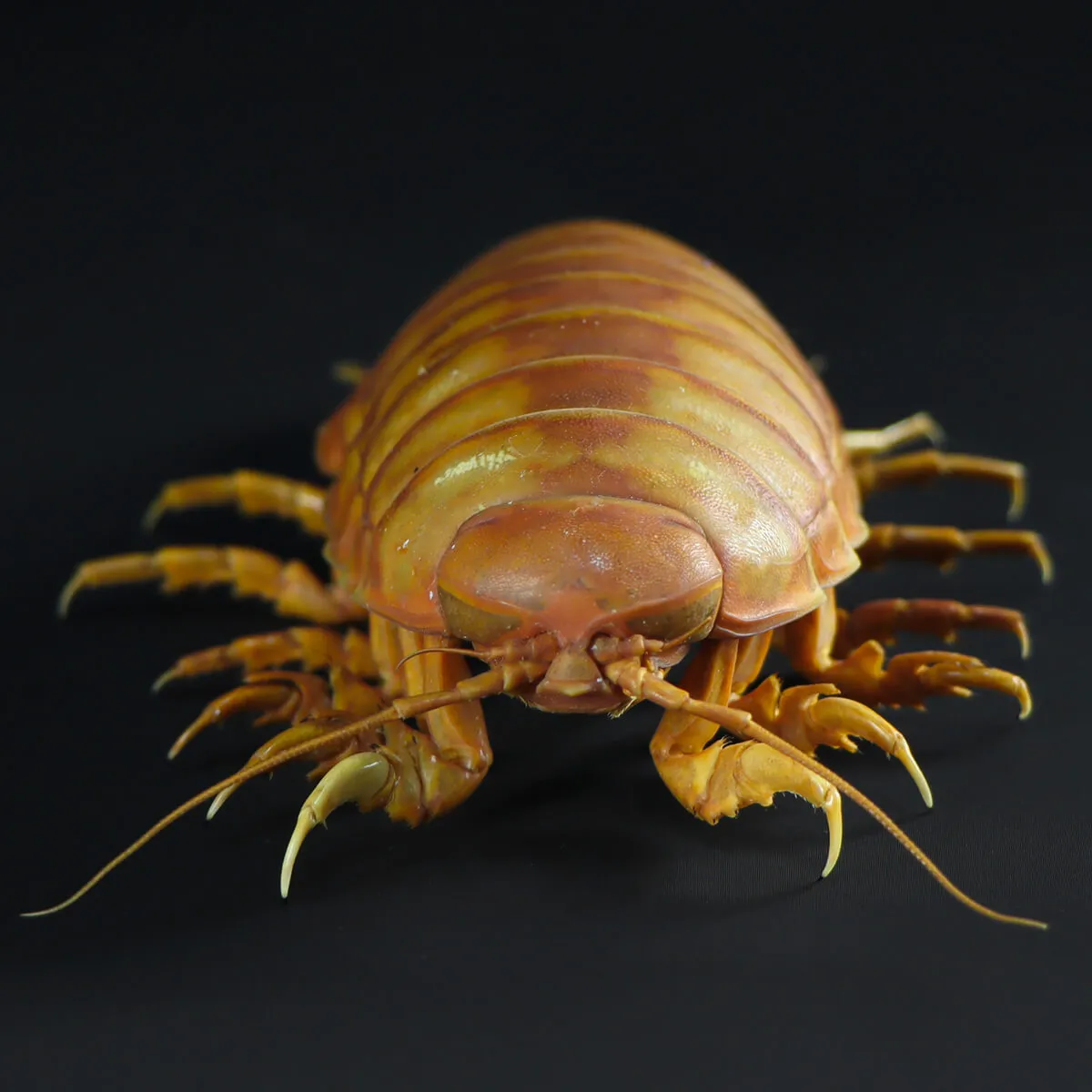 Isopode Bathynomus Giganteus