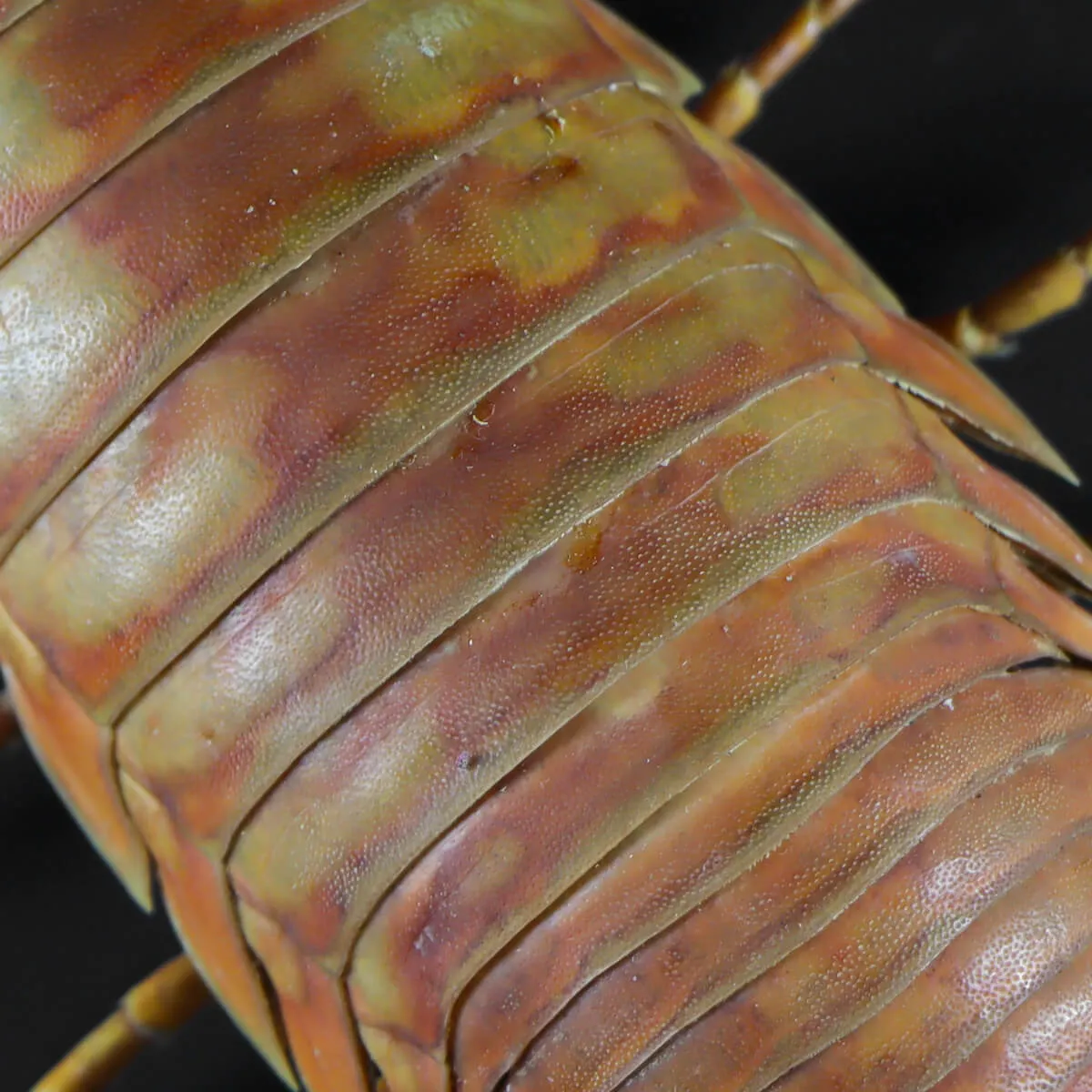 Isopode Bathynomus Giganteus