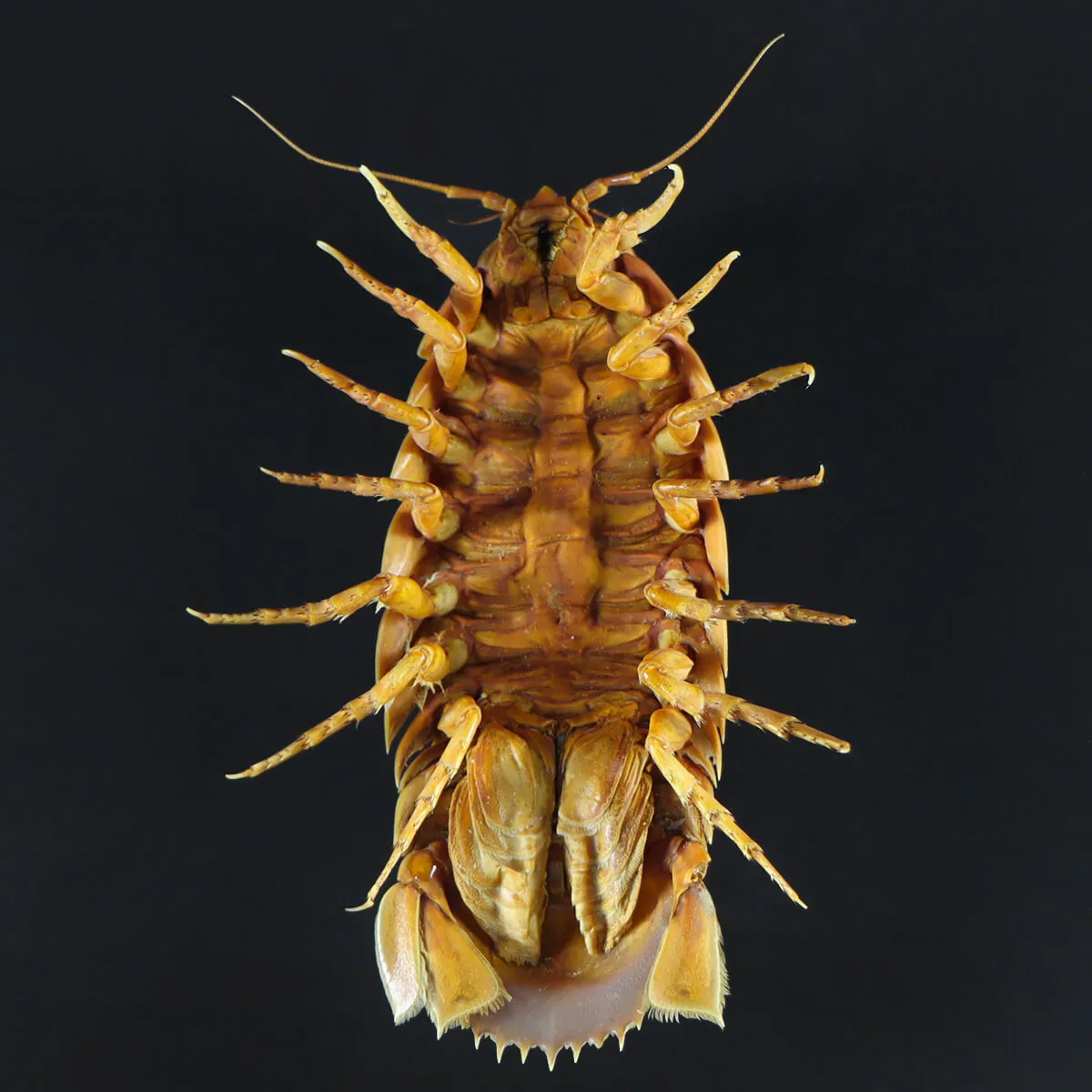 Isopode Bathynomus Giganteus