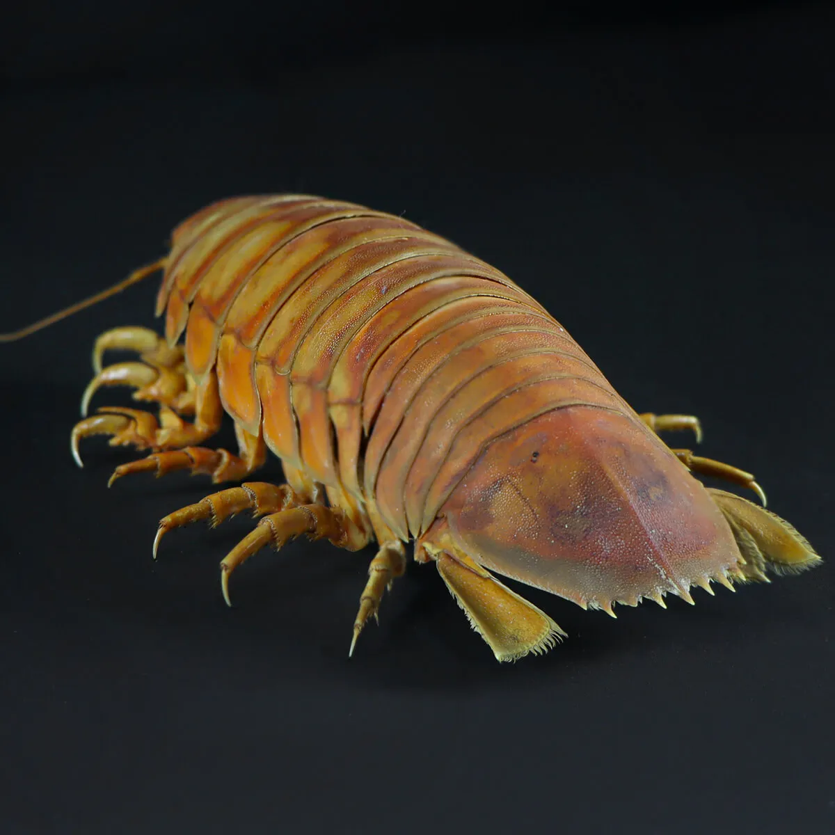 Isopode Bathynomus Giganteus