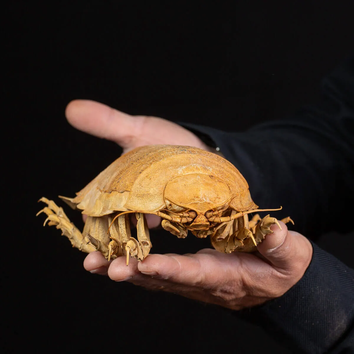 Raro Isopode: Bathynomus Giganteus - Misteriosa Creatura Oceanica.