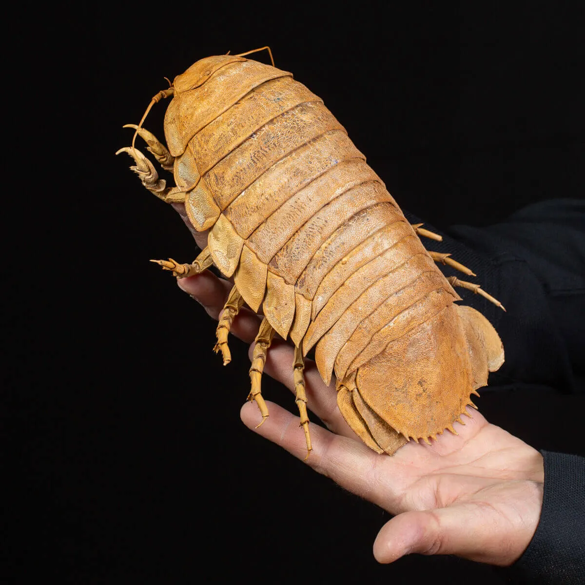 Raro Isopode: Bathynomus Giganteus - Misteriosa Creatura Oceanica.