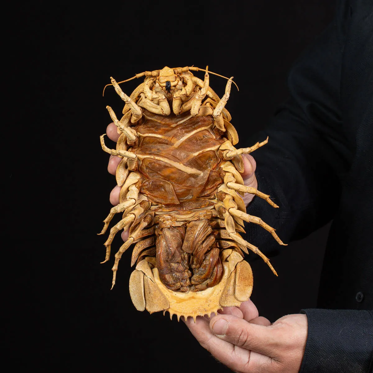 Raro Isopode: Bathynomus Giganteus - Misteriosa Creatura Oceanica.