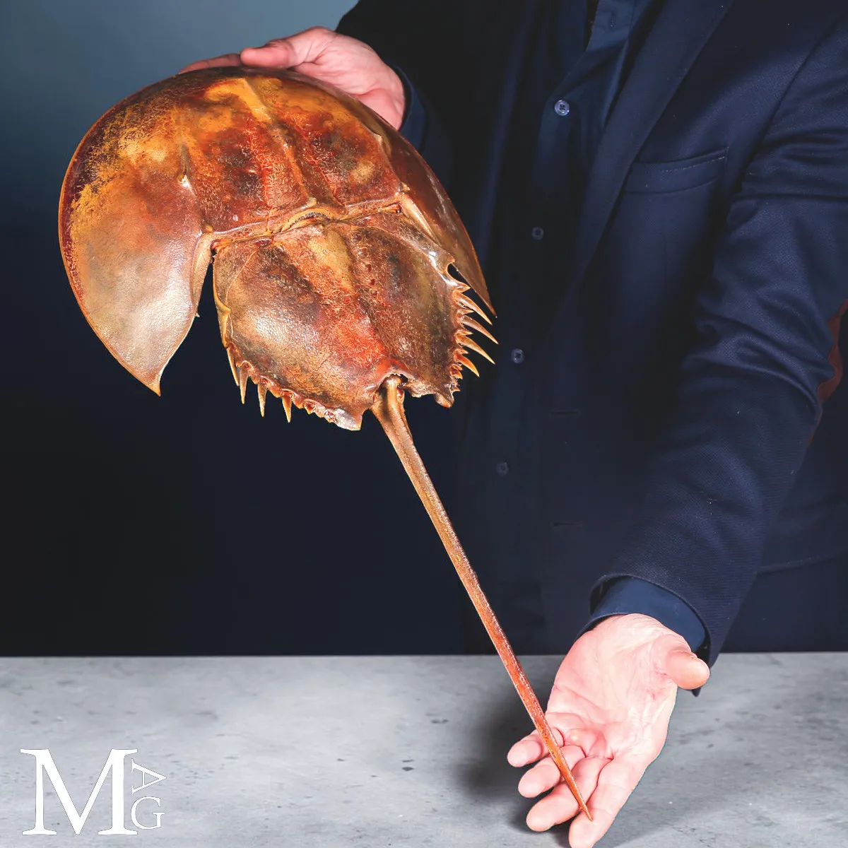 Grande Limulo Americano Essiccato - Limulus Polyphemus