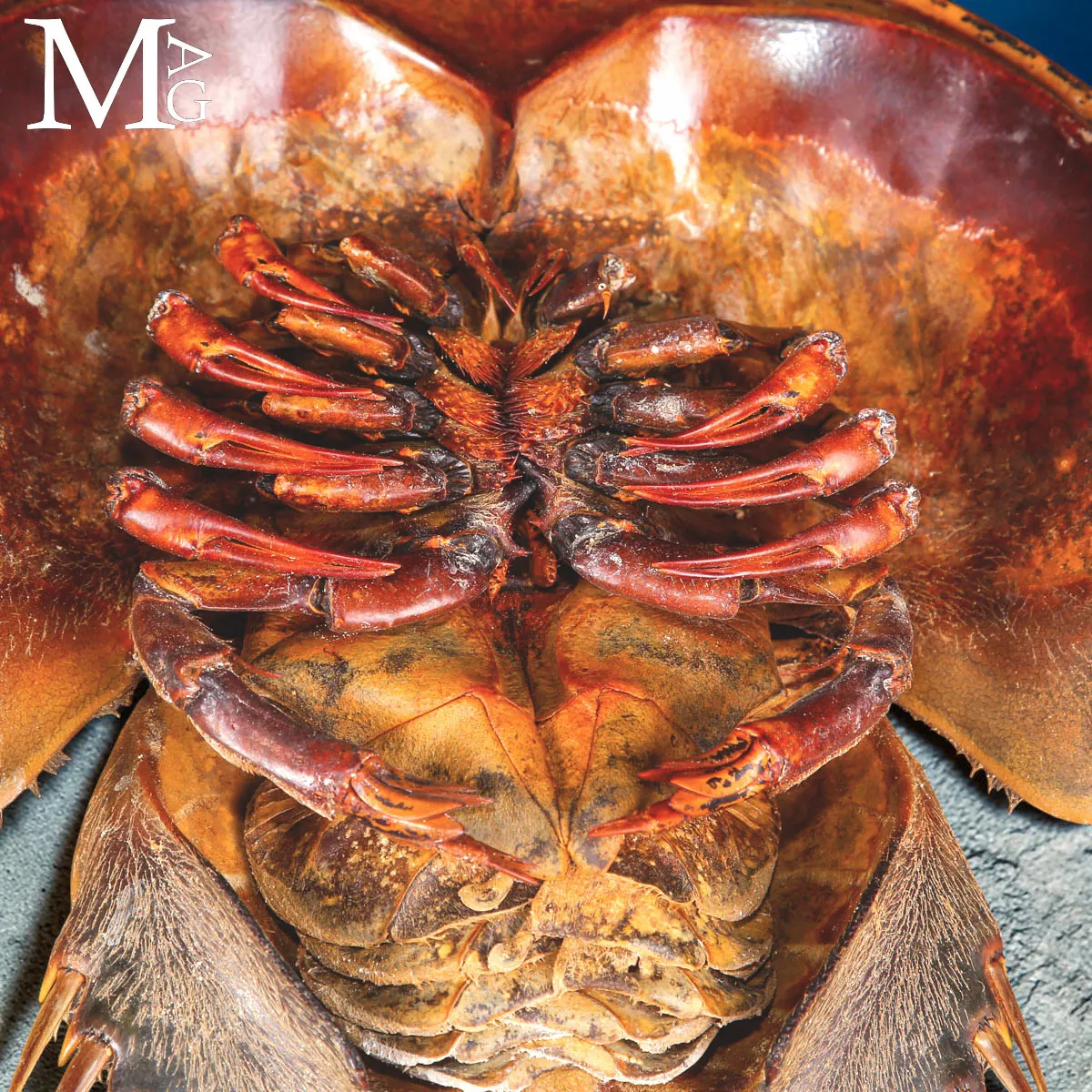 Grande Limulo Americano Essiccato - Limulus Polyphemus