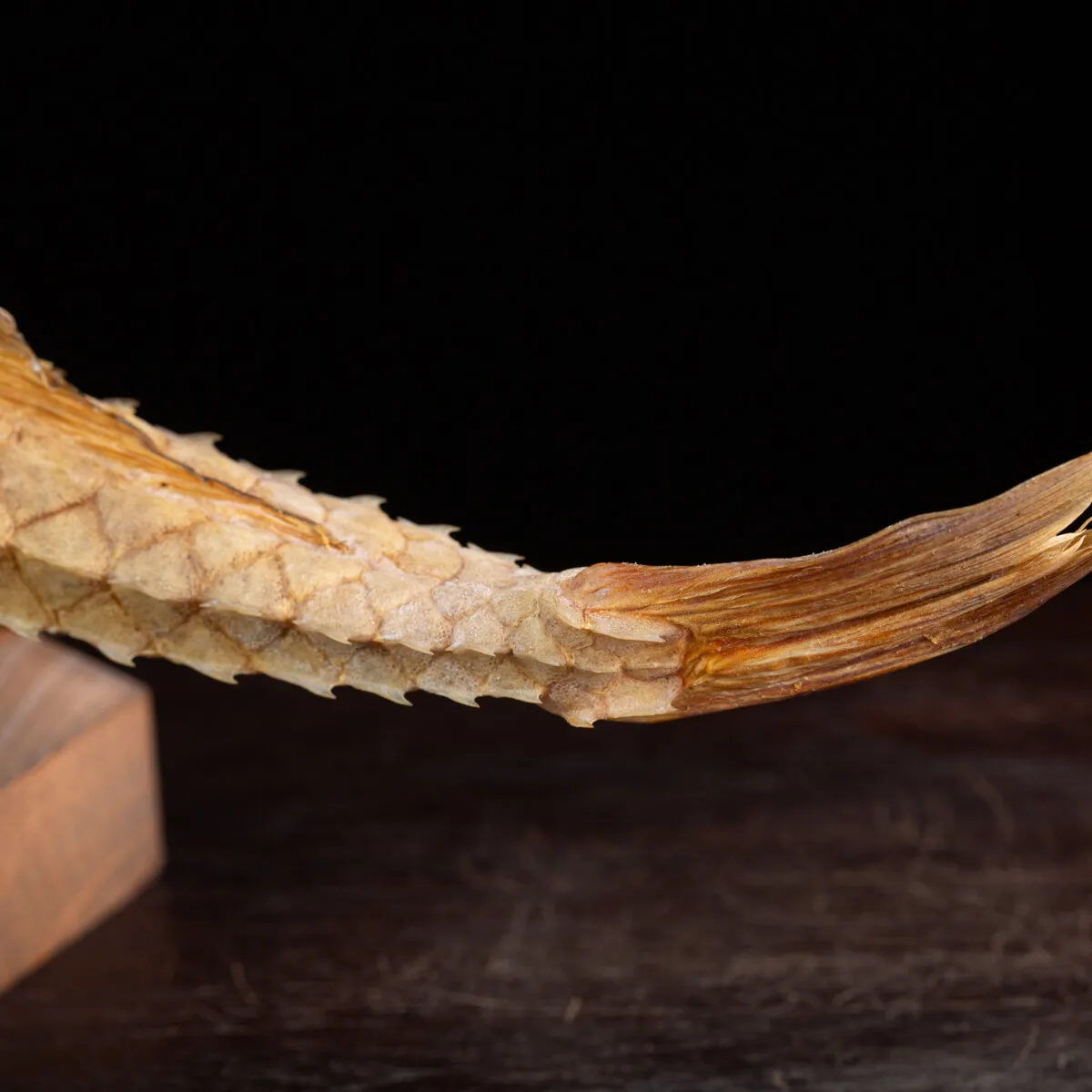 Marine Monster – Cabinet de Curiosités.