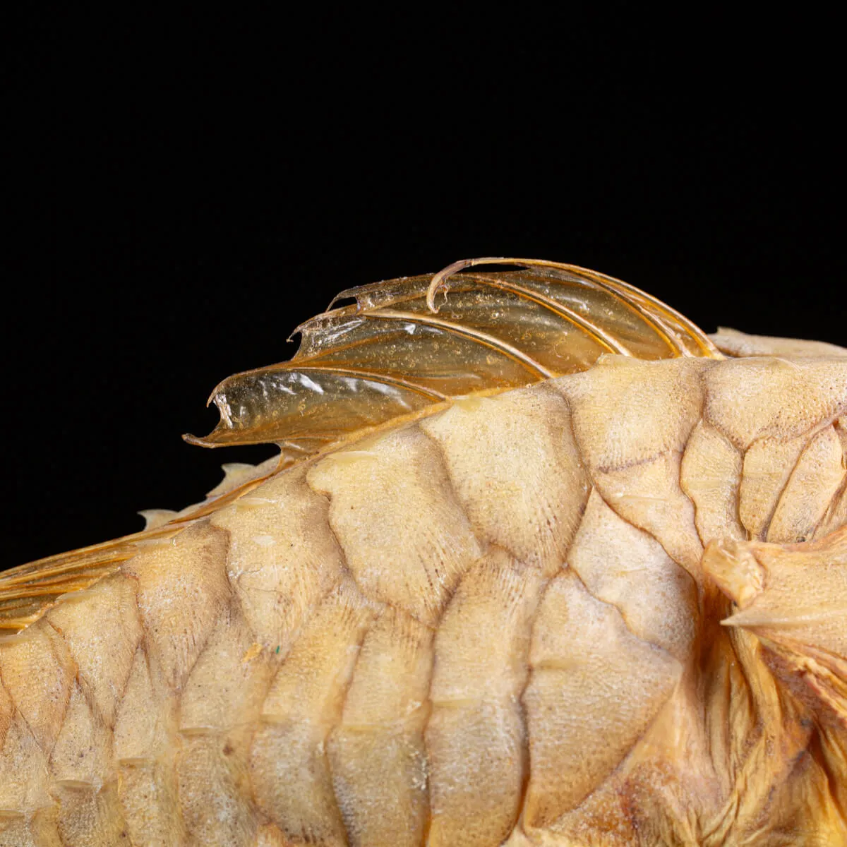Marine Monster – Cabinet de Curiosités.