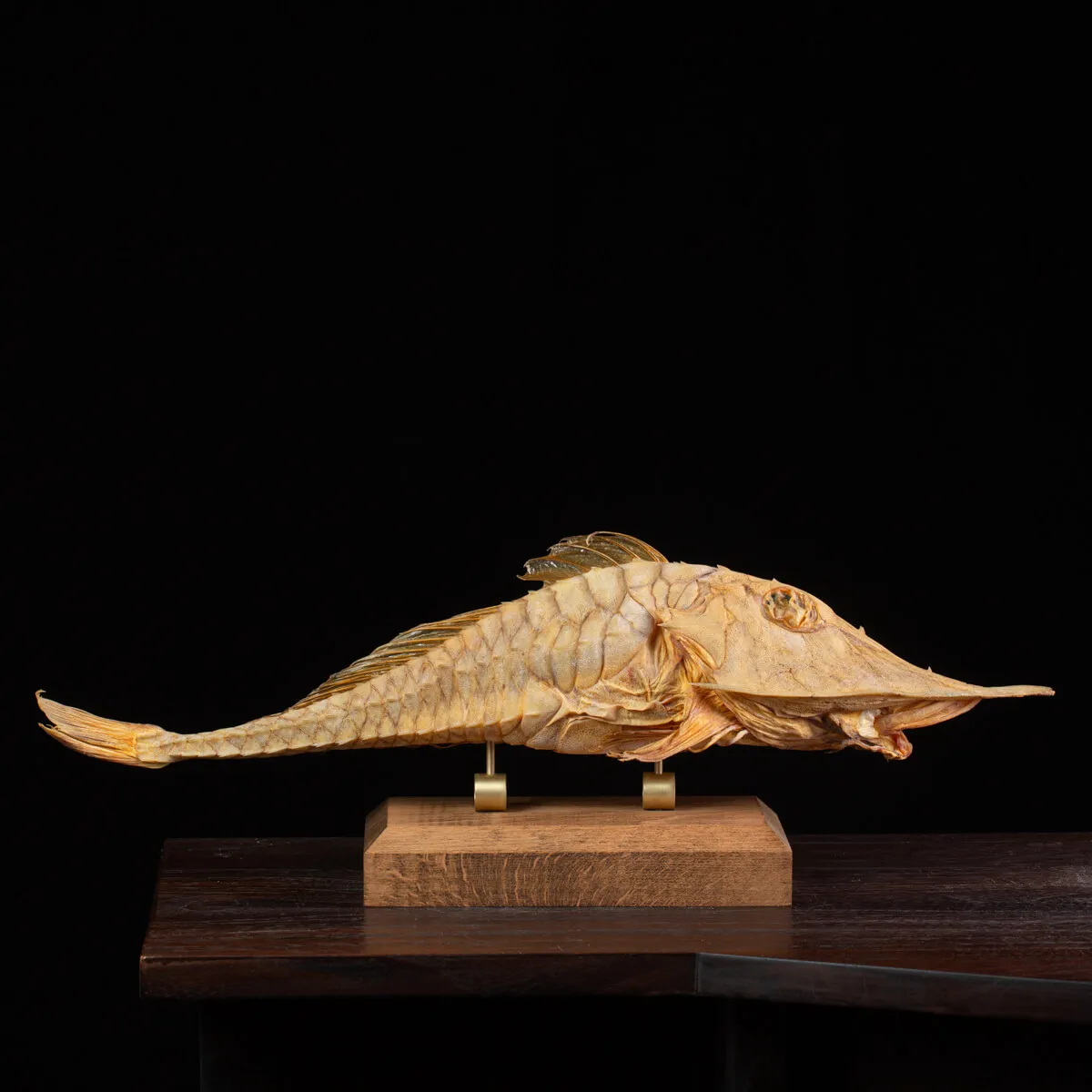 Marine Monster – Cabinet de Curiosités.