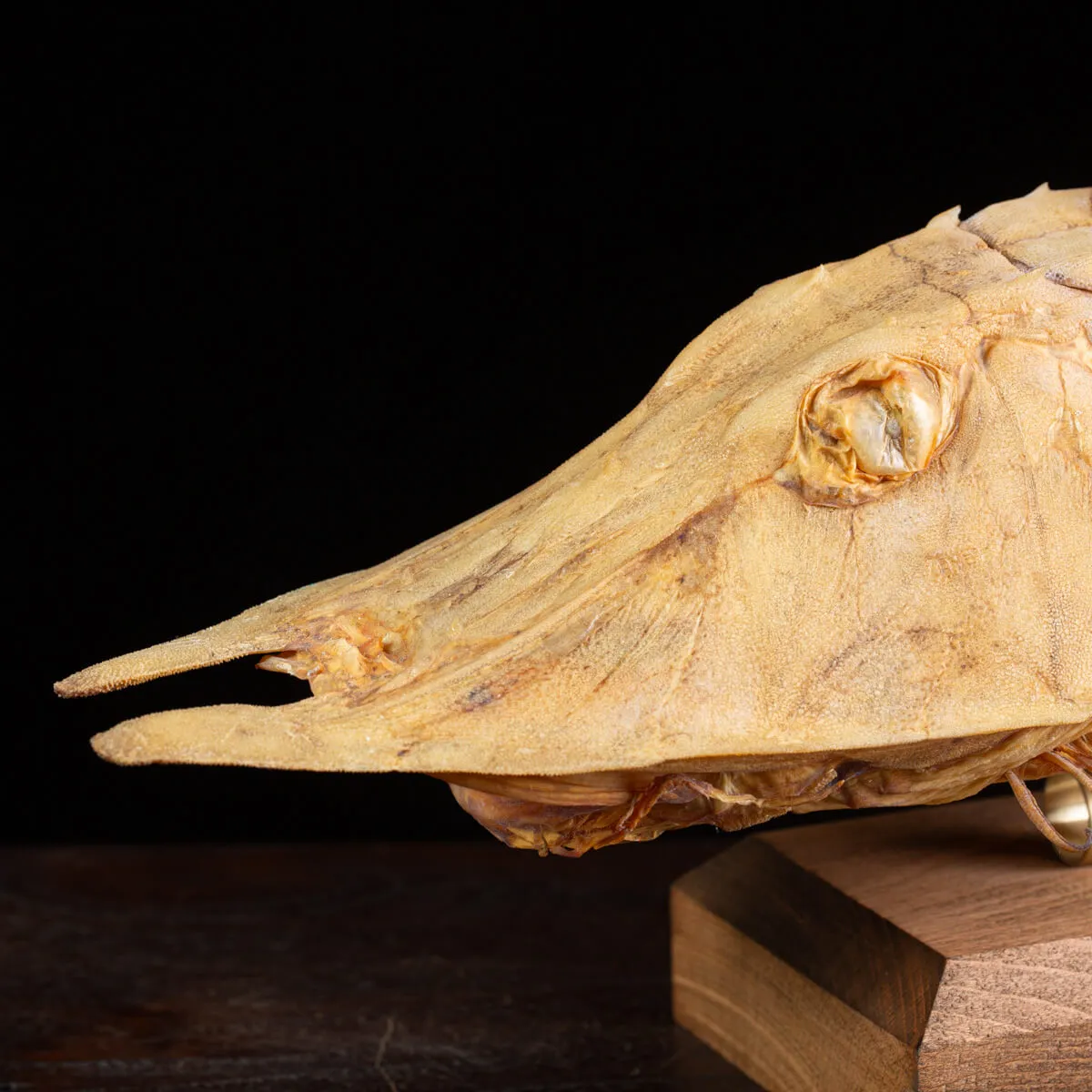 Marine Monster – Cabinet de Curiosités.