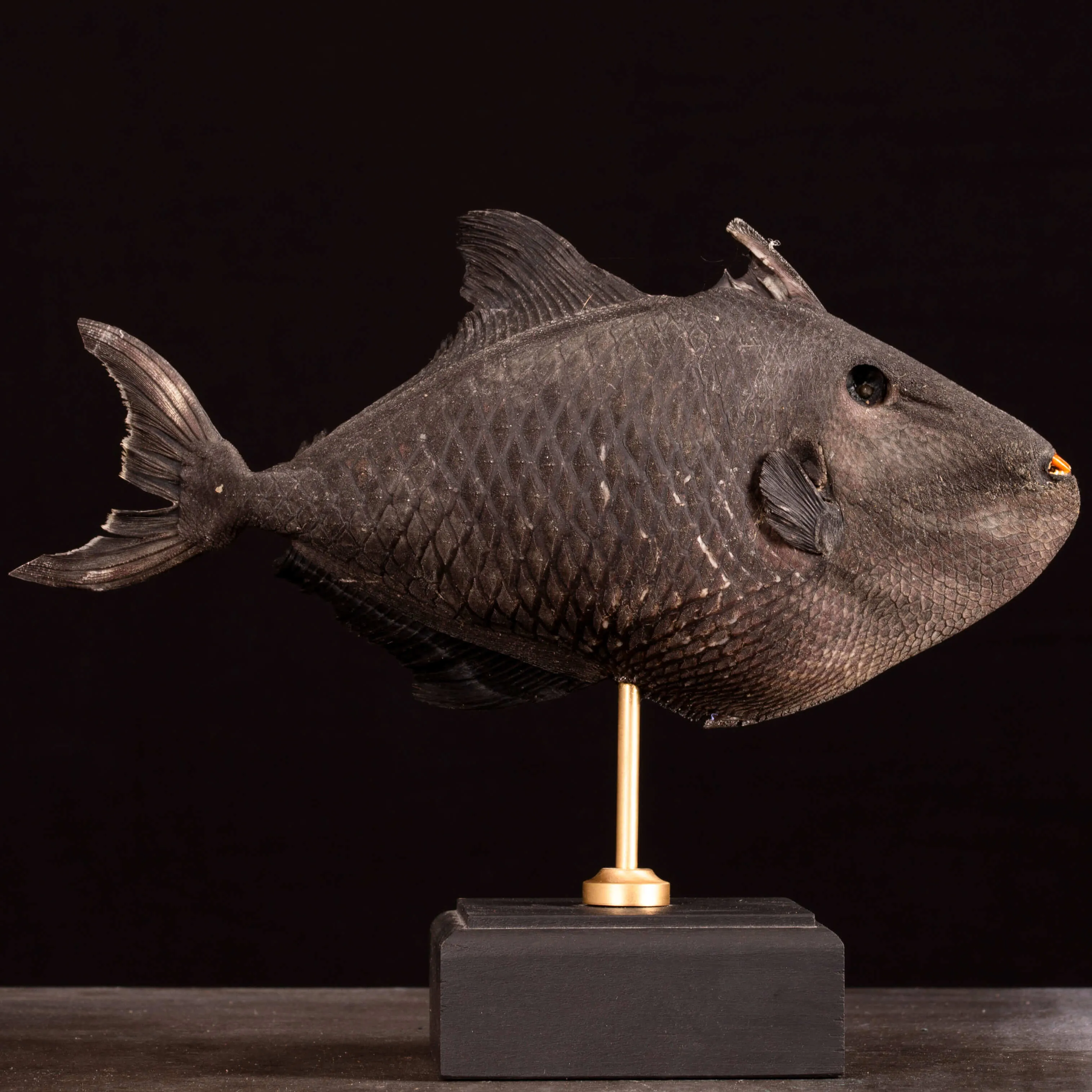 Canthidermis Maculata – Pesce Balestra.