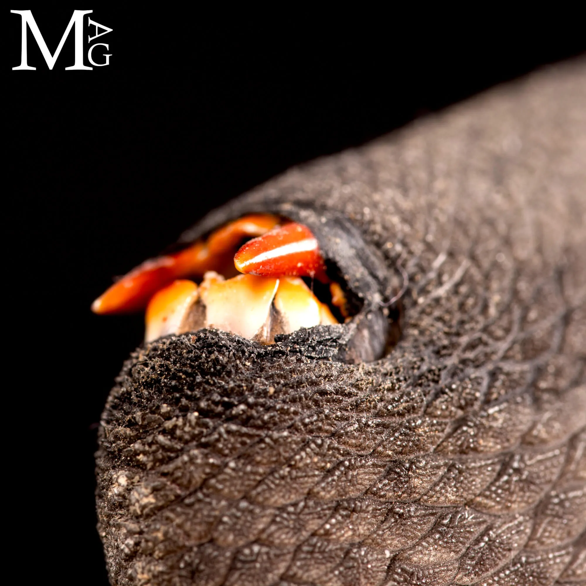 Pesce Balestra Maculato – Canthidermis