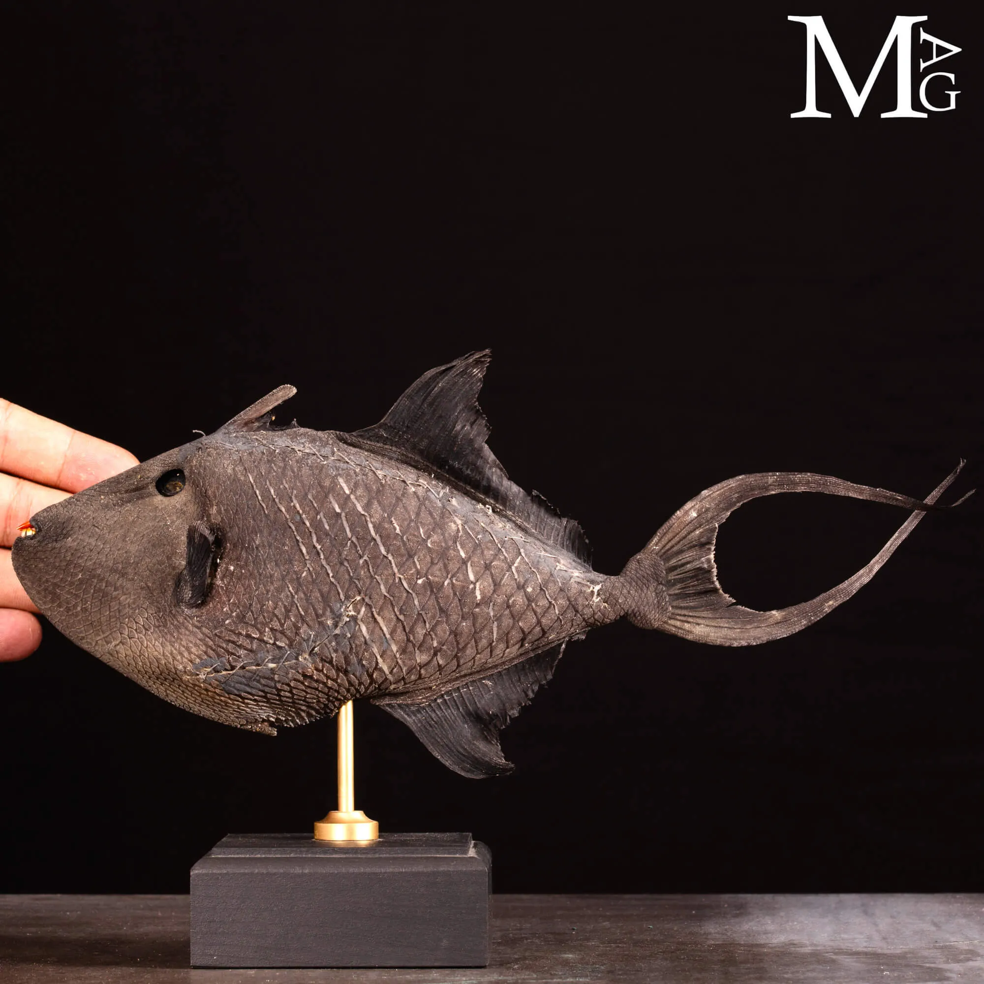 Pesce Balestra Maculato – Canthidermis