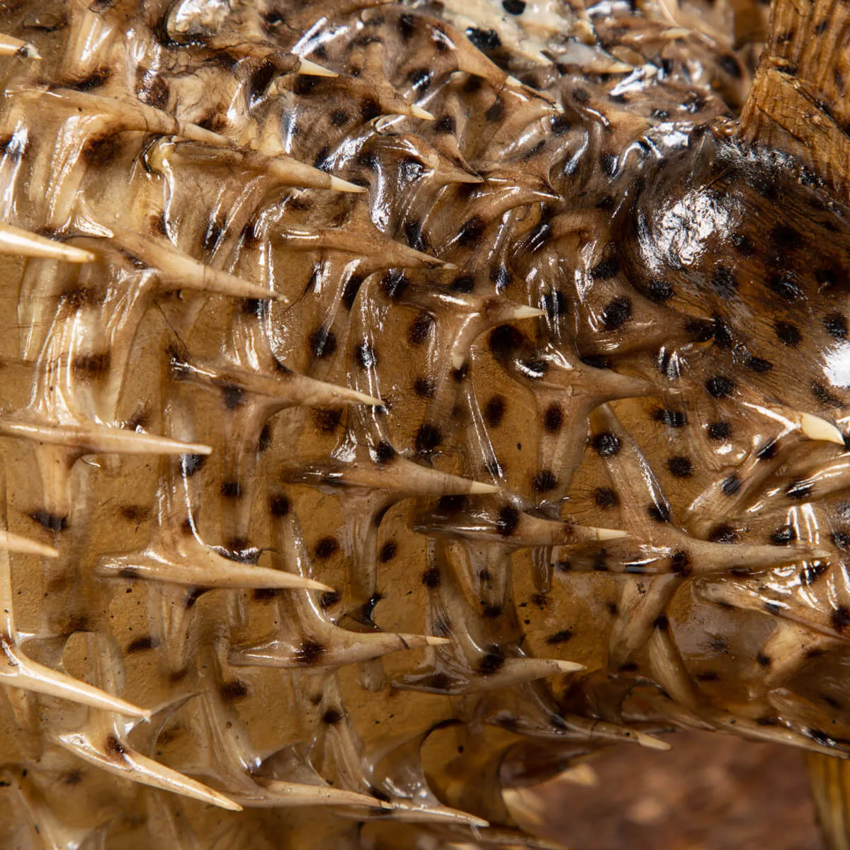 Pesce Istrice - Diodon Histrix