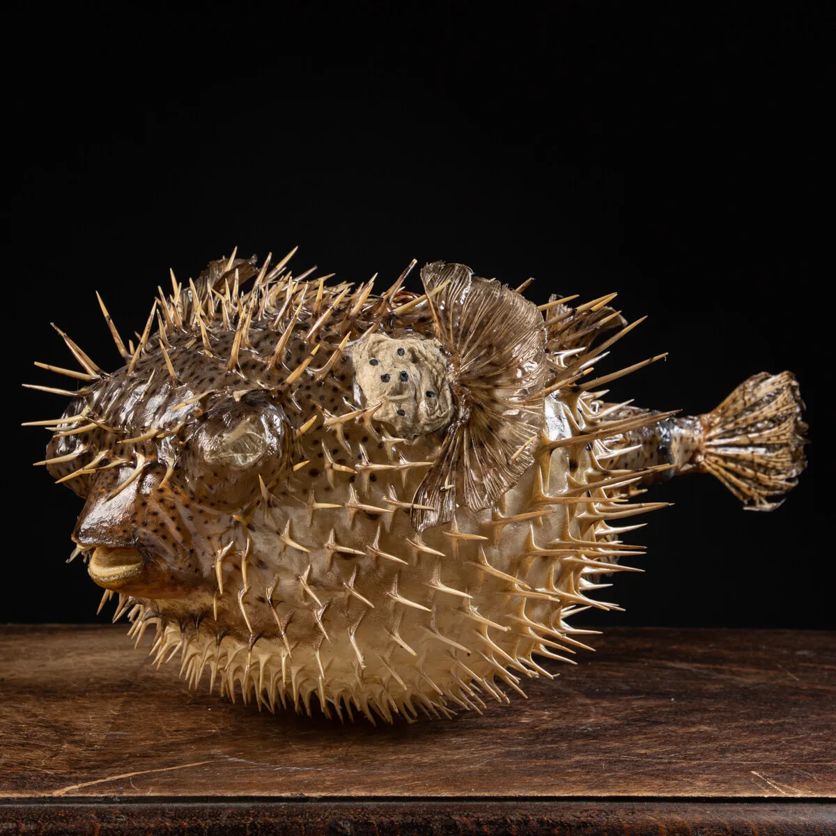 Pesce Istrice - Diodon Histrix