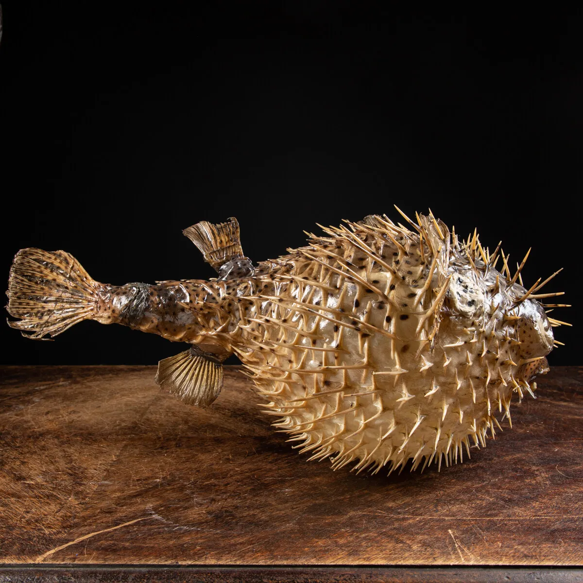 Pesce Istrice - Diodon Histrix