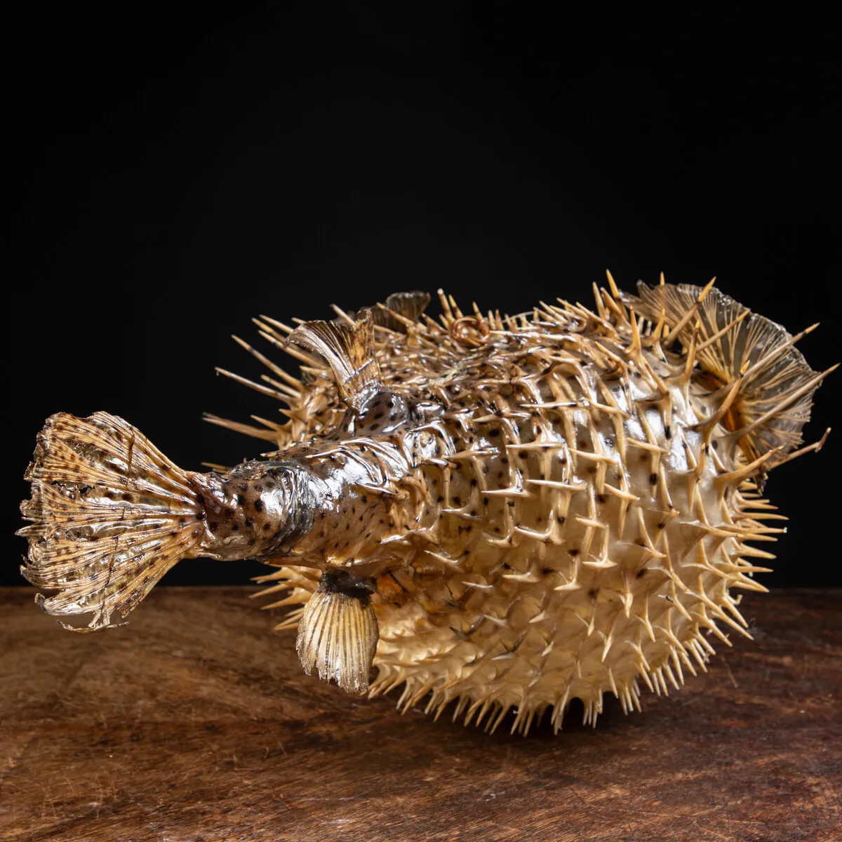 Pesce Istrice - Diodon Histrix